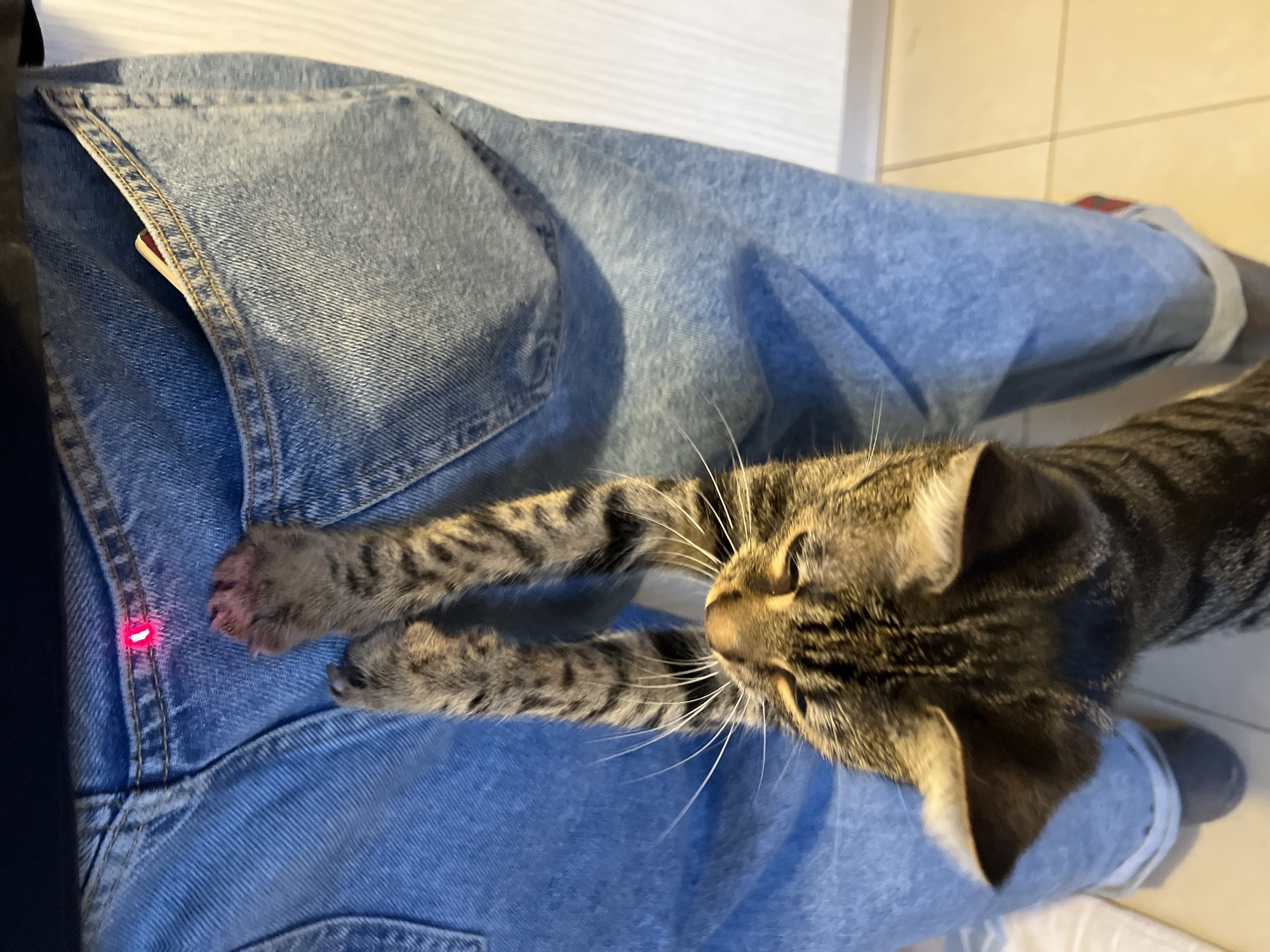 The image presents a top-down view of a tabby cat interacting with a red laser pointer dot on a person's lap. The setting is indoors, likely a casual home environment in Sofia, Bulgaria.
The primary subject is a domestic short-haired tabby cat, distinguished by its striped fur pattern and prominent white whiskers. The cat's front paws are extended towards a bright red laser dot that is shining on a pair of blue denim jeans. This posture suggests the cat is actively engaged in play, focusing intently on the moving light.
The jeans are light-wash denim, casually worn, possibly rolled up at the ankles. Part of a light-colored tiled floor is visible in the background, along with a white surface, which could be a wall or furniture. The overall scene conveys a relaxed and playful atmosphere, common between pets and their owners. There is no visible text in the image, and the time of day is not explicitly discernible, though the indoor lighting is clear.