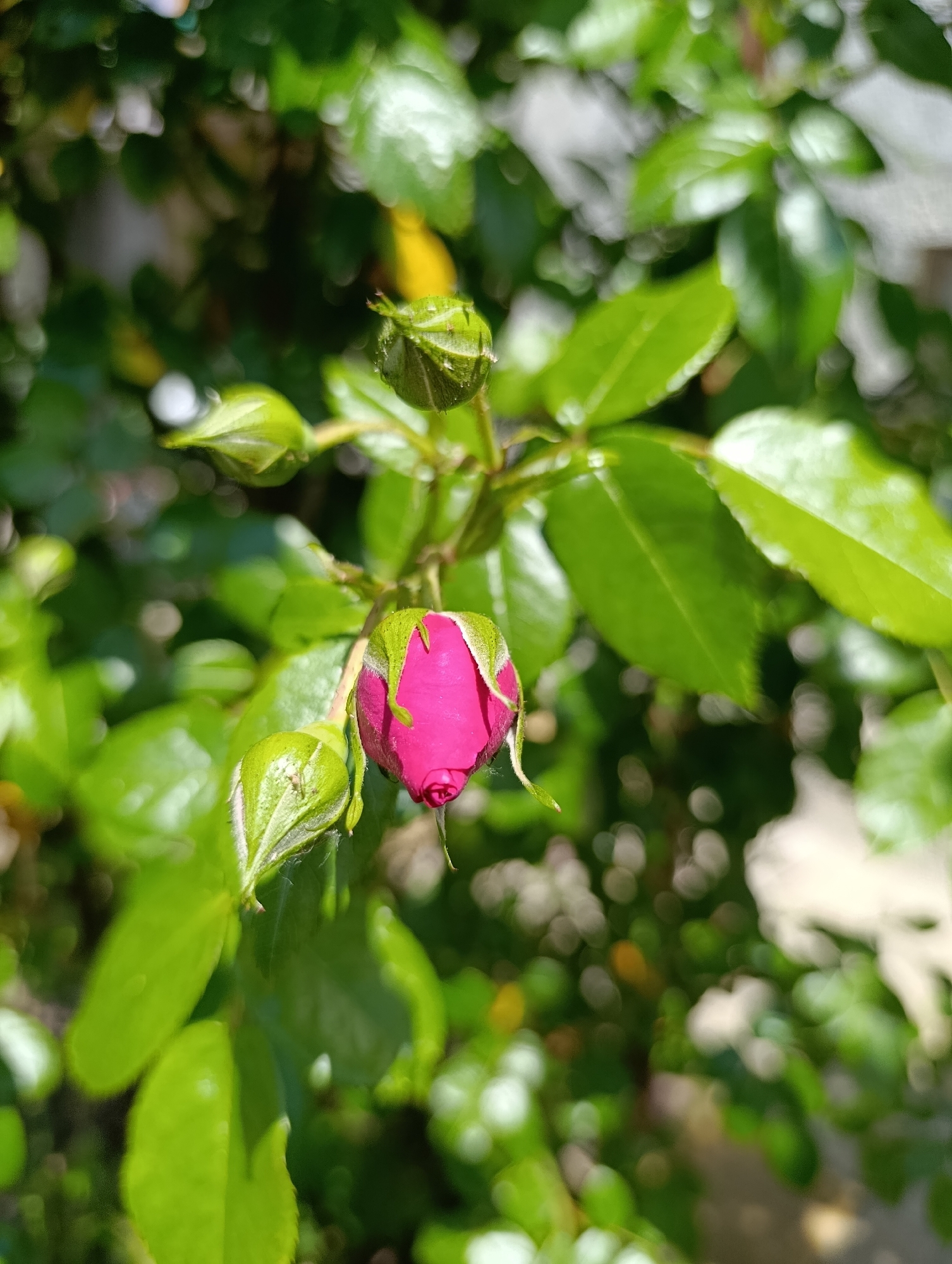 Memory