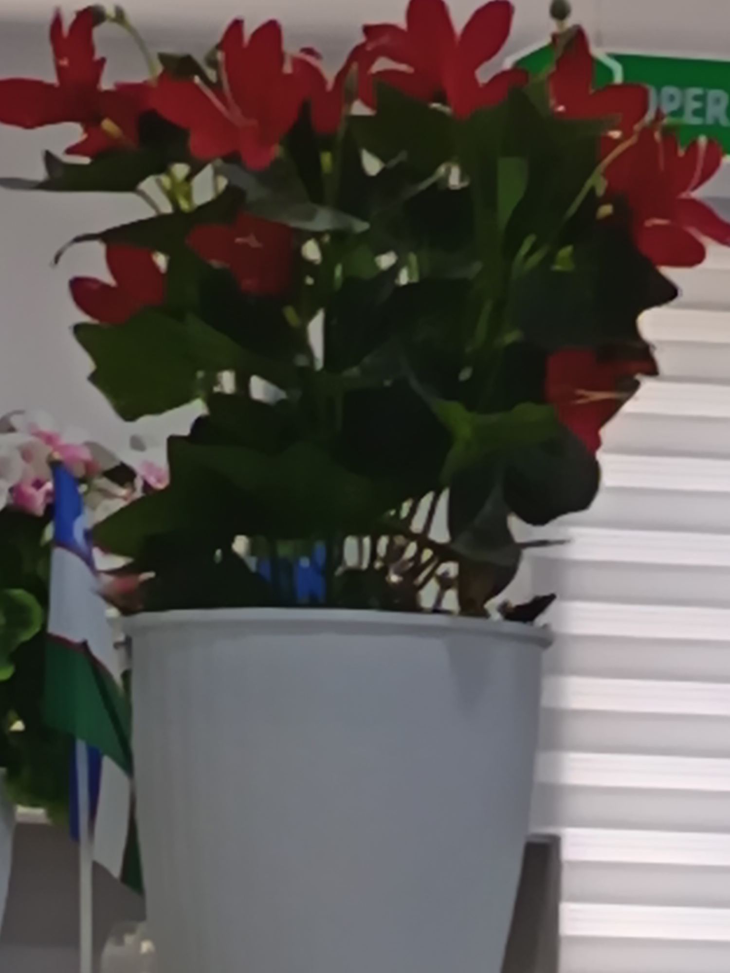 A close-up shot shows a potted plant with vibrant red flowers and dark green leaves. The plant is in a simple white pot. To the left of the plant, a small flag with blue, white, and green stripes is visible, suggesting a possible location in Uzbekistan, as these are the colors of the Uzbek flag. In the background, a window with horizontal blinds is present, and a green sign with white lettering, partially obscured, reads "OPER". The overall lighting is bright, with a slight blurriness throughout the image.