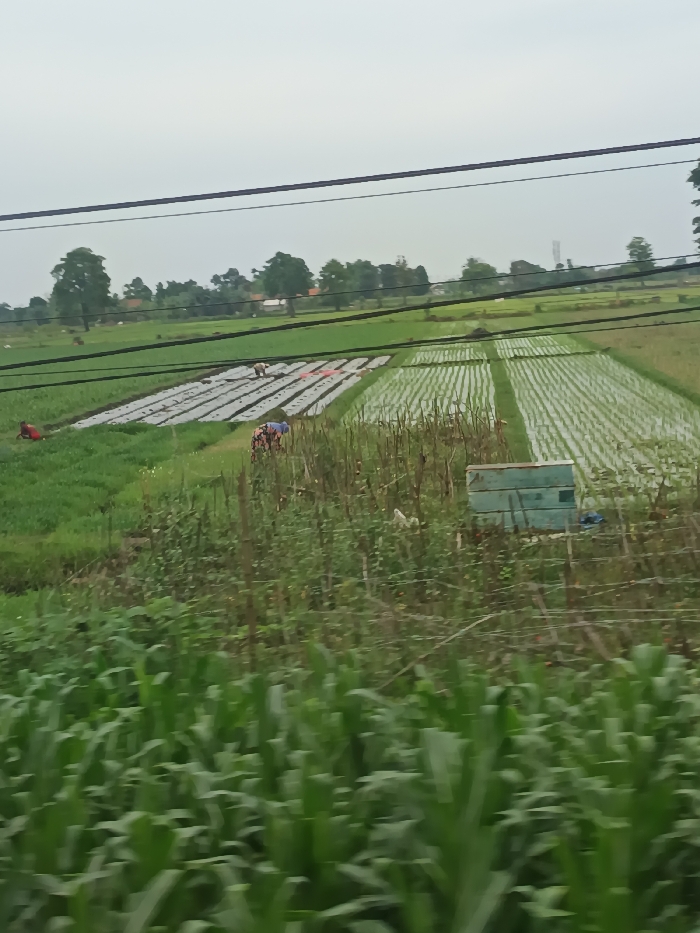The image depicts an agricultural landscape in Bayeman, Indonesia, under an overcast sky. The immediate foreground shows out-of-focus dense green foliage, consistent with young corn crops. The mid-ground presents a series of cultivated fields: on the left, a plot of short green plants; adjacent to this, a field featuring multiple rows of soil covered with white plastic mulching sheets; and to the right, clearly defined flooded paddy fields with young rice seedlings planted in neat, parallel rows.
Three individuals are visible, engaged in agricultural labor. One person in red clothing is positioned on the far left, bending low in the green plant plot. Another individual, wearing lighter-colored attire, is bending within the plastic-covered mulching field. A third person, distinguishable by a blue head covering and patterned clothing, is also bending, situated near the center of the frame between the green and mulched plots. A light blue-green rectangular wooden box structure is located on the right side of the mid-ground, partially obscured by tall grass, with a white bird faintly visible nearby.
In the background, a line of trees and scattered residential structures delineate a distant settlement. A communication tower is observable on the distant horizon. Two dark utility lines traverse horizontally across the upper third of the frame.
