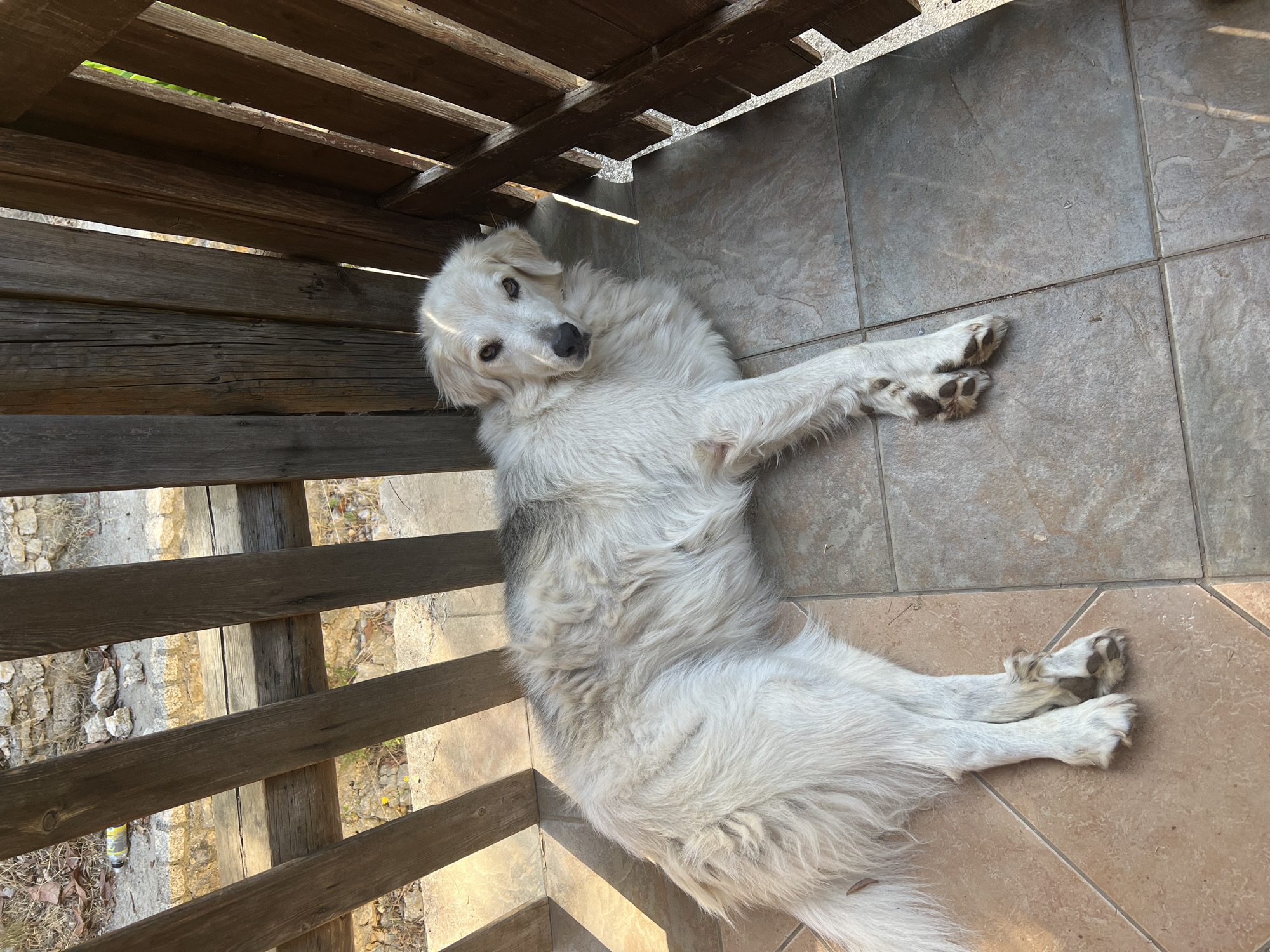 In Acquaviva, Italy, a white-and-light-gray long-haired dog is lying on a tiled floor. The dog is positioned on its left side, with its head turned towards the camera. Its eyes are open, and it appears to be looking directly at the viewer. The dog's fur is thick and somewhat shaggy, with darker gray markings on its back and tail. Its paws are visible, and they appear to have some dirt on them.
The dog is lying on a tiled patio or porch, with the tiles having a gray and beige mottled pattern. Behind the dog, there is a wooden fence or railing made of weathered, rough-hewn planks. The fence casts shadows on the tiled floor, indicating that the sun is shining brightly. Beyond the fence, the ground appears to be rough and unpaved, with some dry grass, stones, and a discarded yellow plastic bottle visible in the background. The overall environment suggests an outdoor setting, likely in a rural or semi-rural area.