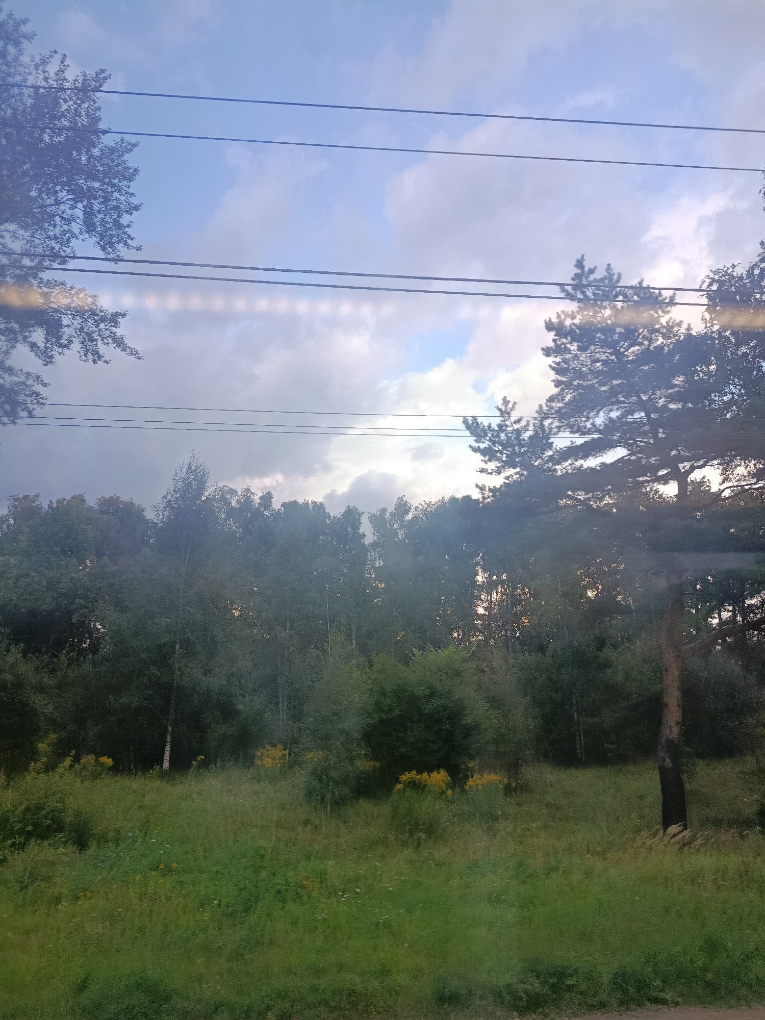 This image depicts a view of nature with overhead power lines stretching across the frame. The foreground is dominated by tall, lush green grass, interspersed with small wildflowers and patches of yellow flowers. Behind the grassy area, a dense forest of deciduous and coniferous trees forms a dark green backdrop. Sunlight filters through the trees, illuminating some of the foliage and creating pockets of light and shadow. The sky above is a mix of blue with scattered white and grey clouds, suggesting a partly cloudy day. The power lines, appearing as dark horizontal lines, are a man-made element contrasting with the natural landscape. The scene is likely located in or around Elektrougli, Russia, a region known for its forested areas and infrastructure including power lines. No people or specific structures are visible in the image.