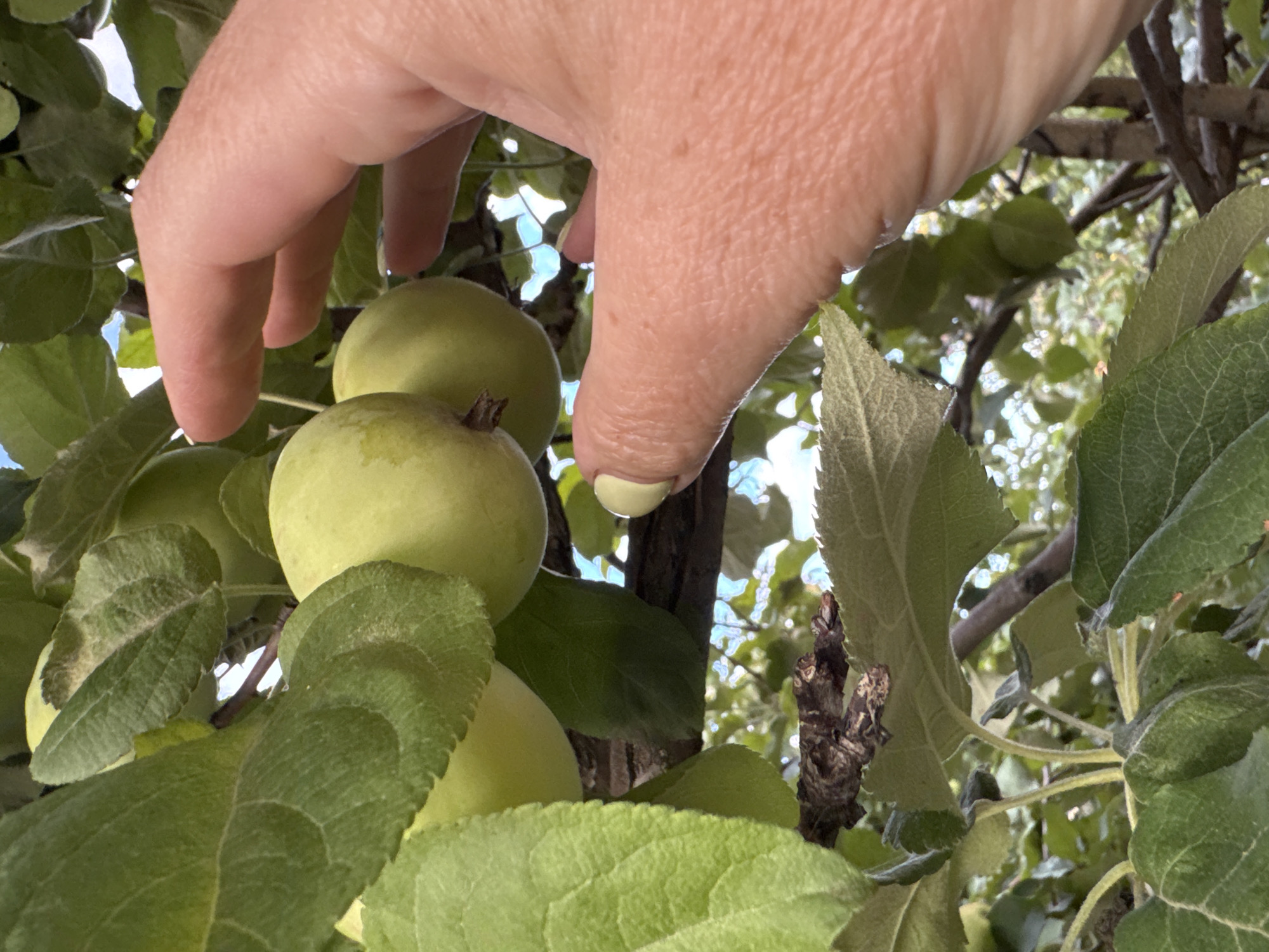 A hand with light skin and a light green fingernail is reaching towards two small, green apples hanging from an apple tree. The apples are partially obscured by large, green leaves. The background consists of more leaves, branches, and dappled sunlight filtering through. The image appears to be taken outdoors, likely in a garden or orchard, given the presence of fruit-bearing trees. The context of Rannii Rassvet, Russia is not evident from the visual information alone and would require external knowledge.