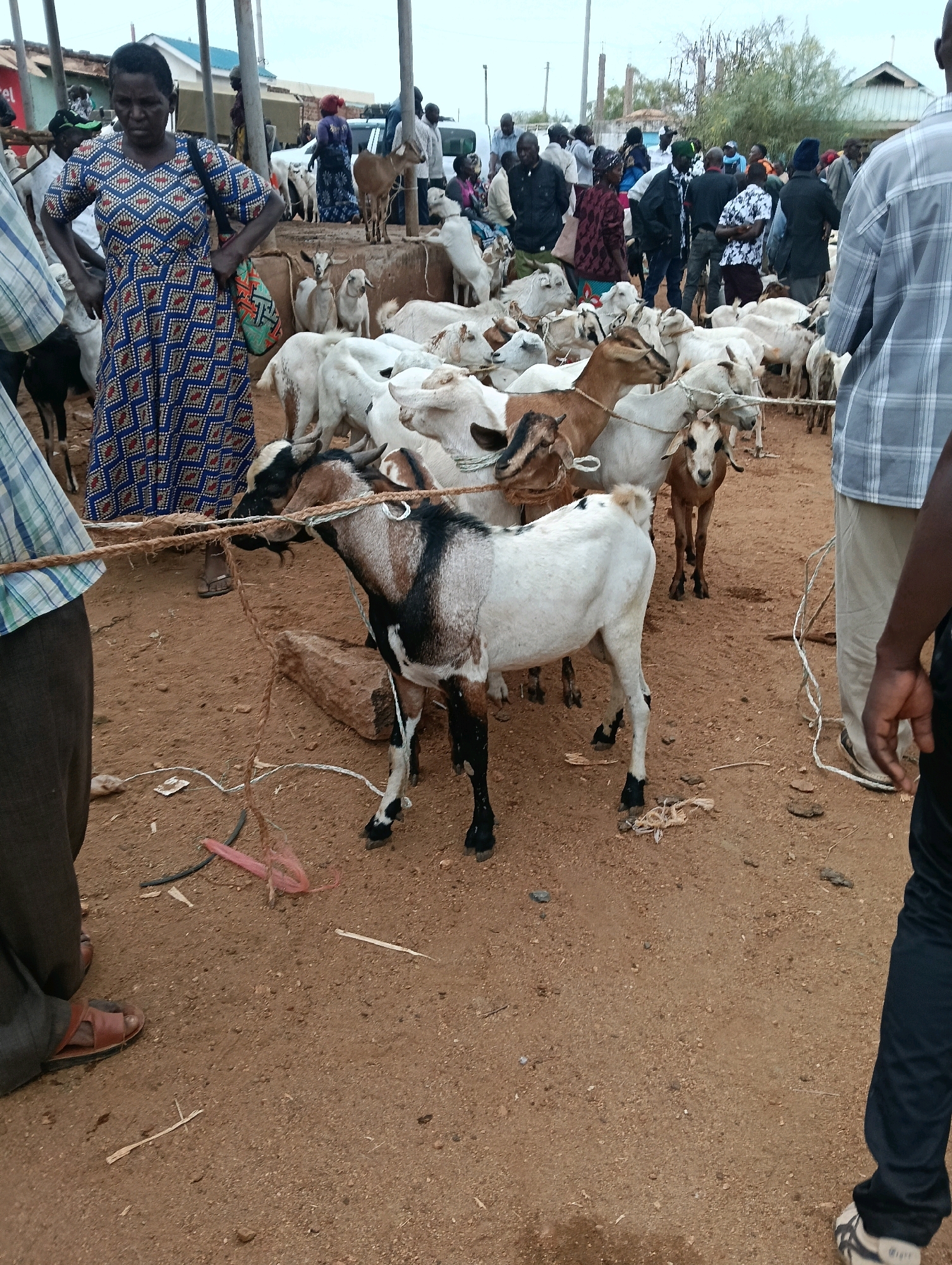 The image depicts a bustling outdoor market, likely in the Zombe/Mwitika ward of Kenya, where goats are being sold. A woman in a vibrantly patterned dress stands prominently in the foreground, her hands on her hips, observing the scene. She is positioned near a collection of goats, some of which are tethered with rope. In the background, a crowd of people, dressed in various attire, are milling about, indicating a lively marketplace. The ground is dusty and dirt, typical of an outdoor setting. Various structures and trees are visible in the distance, suggesting the market is set within a semi-urban or rural environment. The overall atmosphere appears to be one of commerce and community engagement.