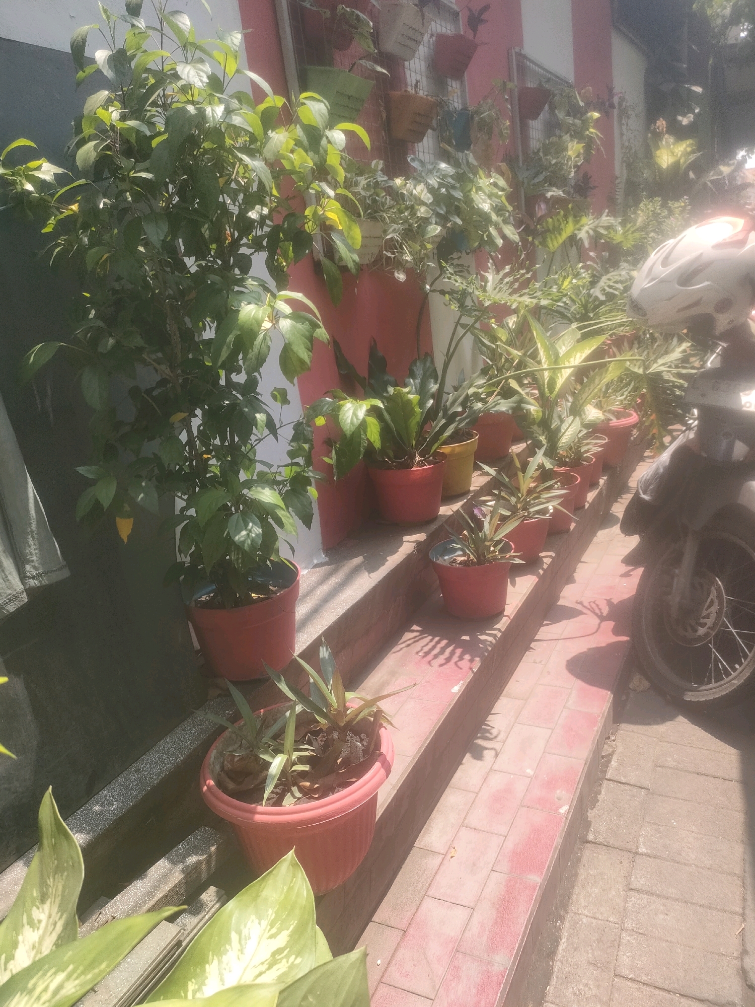 The image shows a collection of potted plants lined up on outdoor steps. The steps appear to be made of brick or concrete. A motorcycle is parked on the right side of the image. The overall scene suggests a residential or commercial exterior in a city. The presence of various plants in pots indicates an attempt to decorate or green the space. The lighting suggests it is daytime, possibly sunny.
While the image itself does not contain explicit geographical markers for Surabaya, Indonesia, if this scene were to be located in Surabaya, it would likely represent a common sight in areas with limited garden space, where residents or businesses utilize vertical space and steps for planters. The climate in Surabaya, being a tropical city, would support the growth of a variety of lush green plants as seen. The architectural style of the building in the background, if visible, could also offer clues to its location within Surabaya, but the provided image focuses primarily on the plants and the motorcycle.