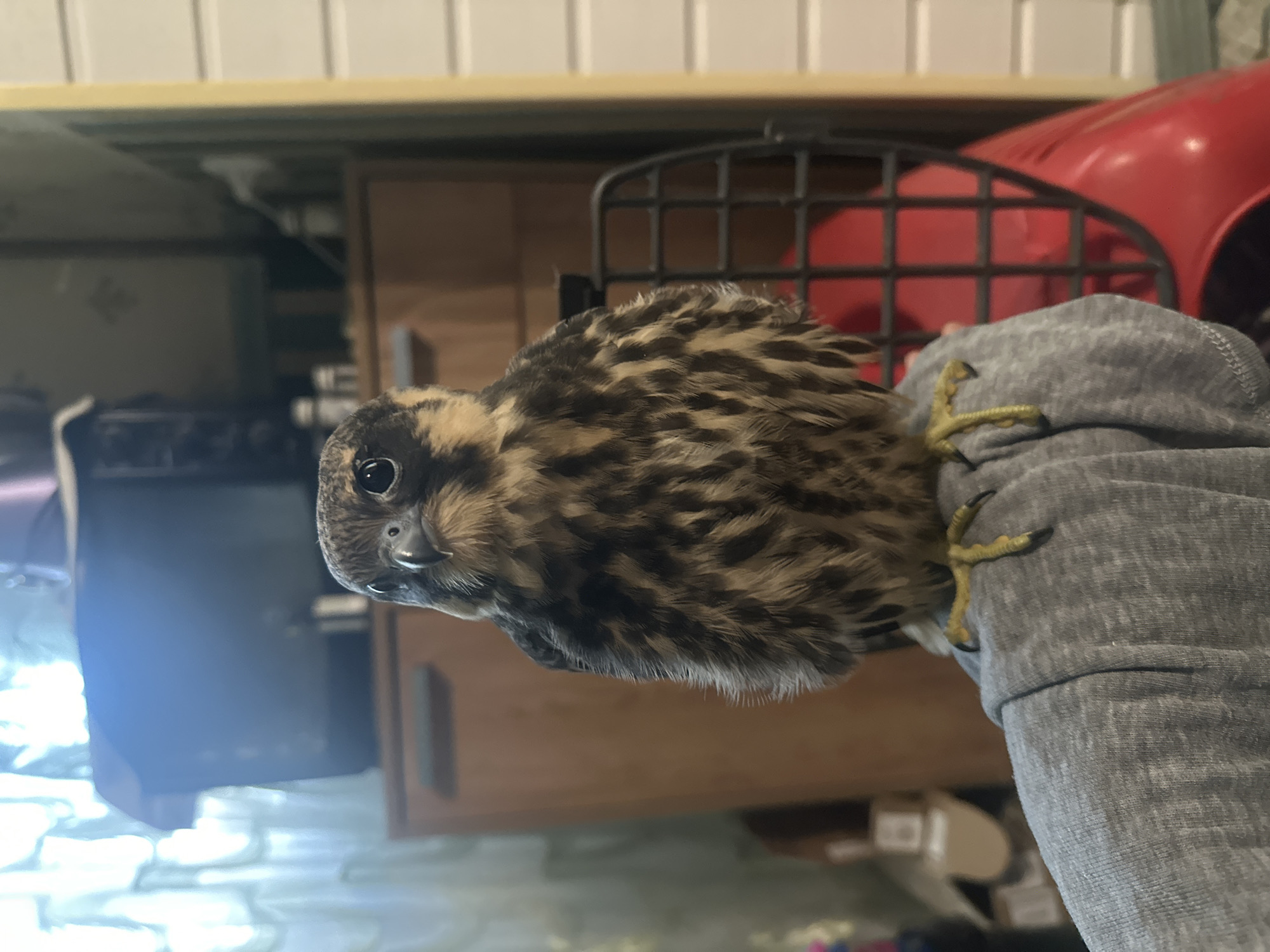 An immature peregrine falcon is perched on a person's shoulder, looking towards the camera. The falcon has mottled brown and tan plumage, a dark eye, and sharp talons. The person is wearing a grey hooded sweatshirt. In the background, there is a dresser with drawers, a window with sheer curtains, and a red pet carrier. The scene appears to be indoors, possibly in a residential setting, in the city of Togliatti, Russia.