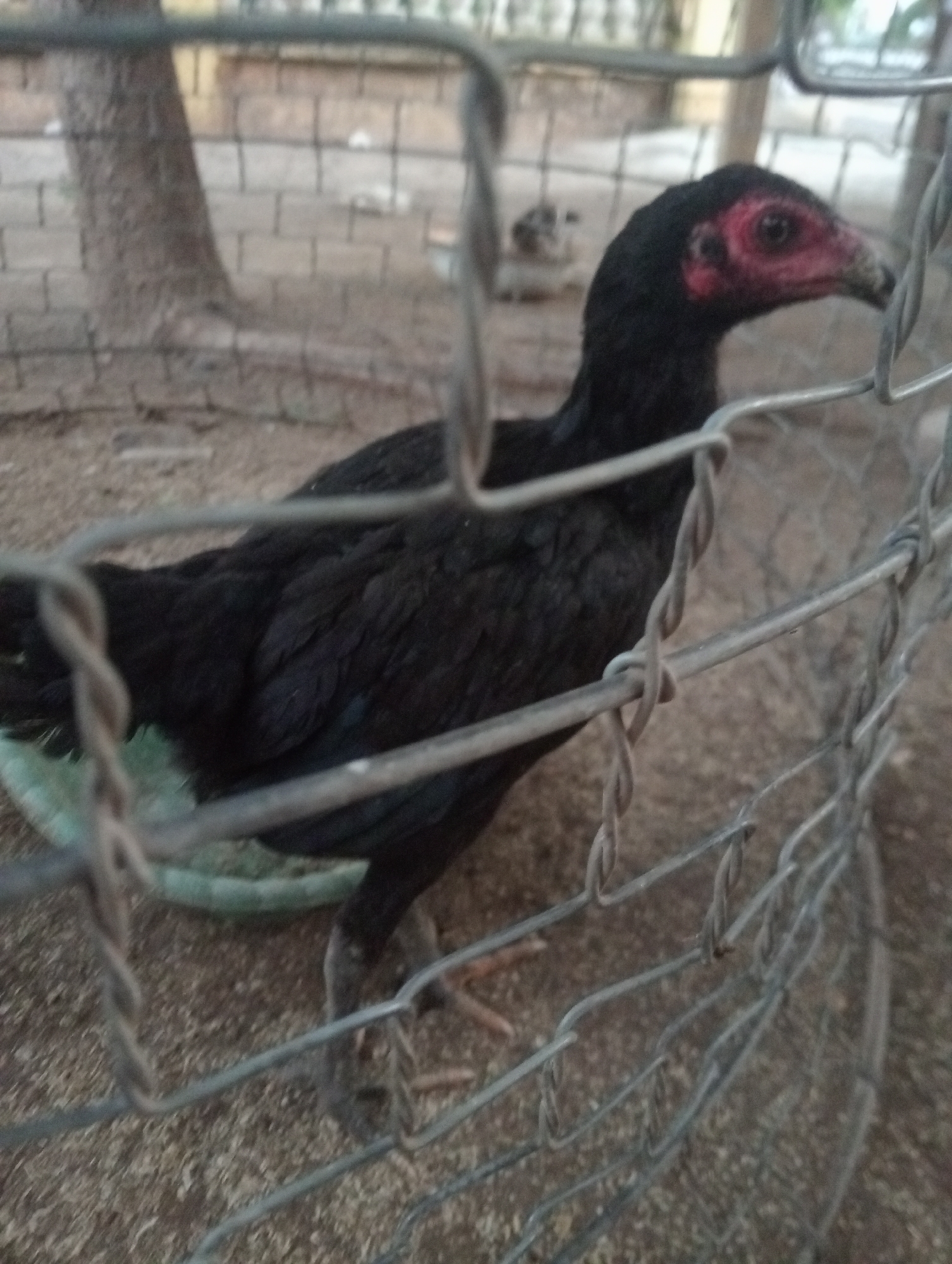 A black chicken with a red face is standing behind a wire fence. The chicken is in an outdoor enclosure with dirt and wood chips on the ground. There are trees and a brick wall in the background. The image is slightly blurry.
