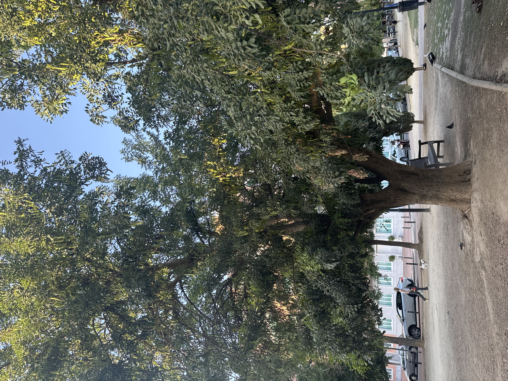 A medium shot captures a large tree with long, green seed pods hanging from its branches, situated in a park area. The ground is covered in dirt and scattered with fallen leaves and some scattered bird droppings. A dark-colored park bench is visible near the base of the tree. In the background, across a paved area with parked cars, is a building with multiple windows. A woman with blonde hair is walking a small white dog on a leash. Several pigeons are on the ground in the foreground. The scene is set outdoors under a clear blue sky.