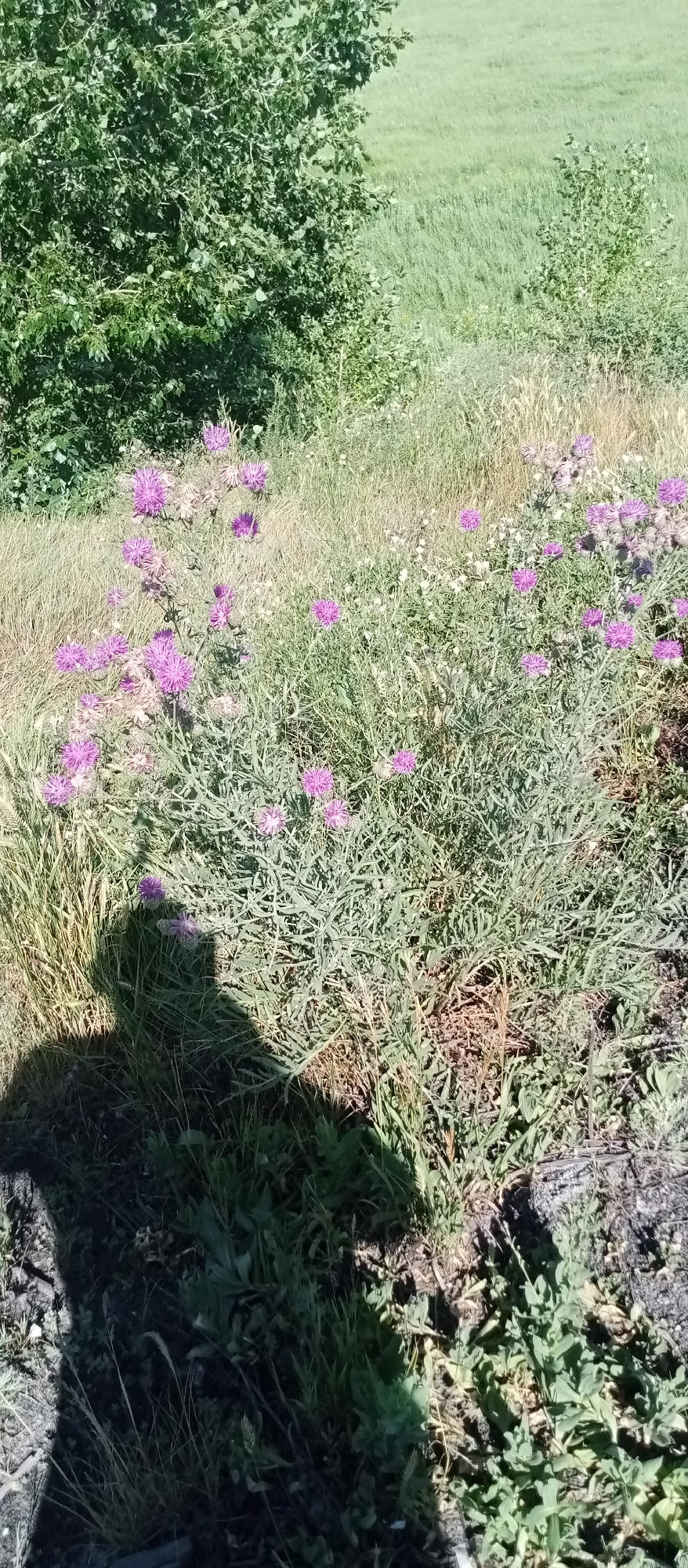 The image depicts an outdoor scene in Marinovka, Kazakhstan. The foreground features a patch of green grass and vegetation, interspersed with purple thistles in bloom. A prominent shadow of a person is cast across the lower left portion of the image. In the background, there is a dense green bush or tree on the left and a field of tall, dry grass on the right. The overall environment suggests a natural, possibly rural or park-like setting.