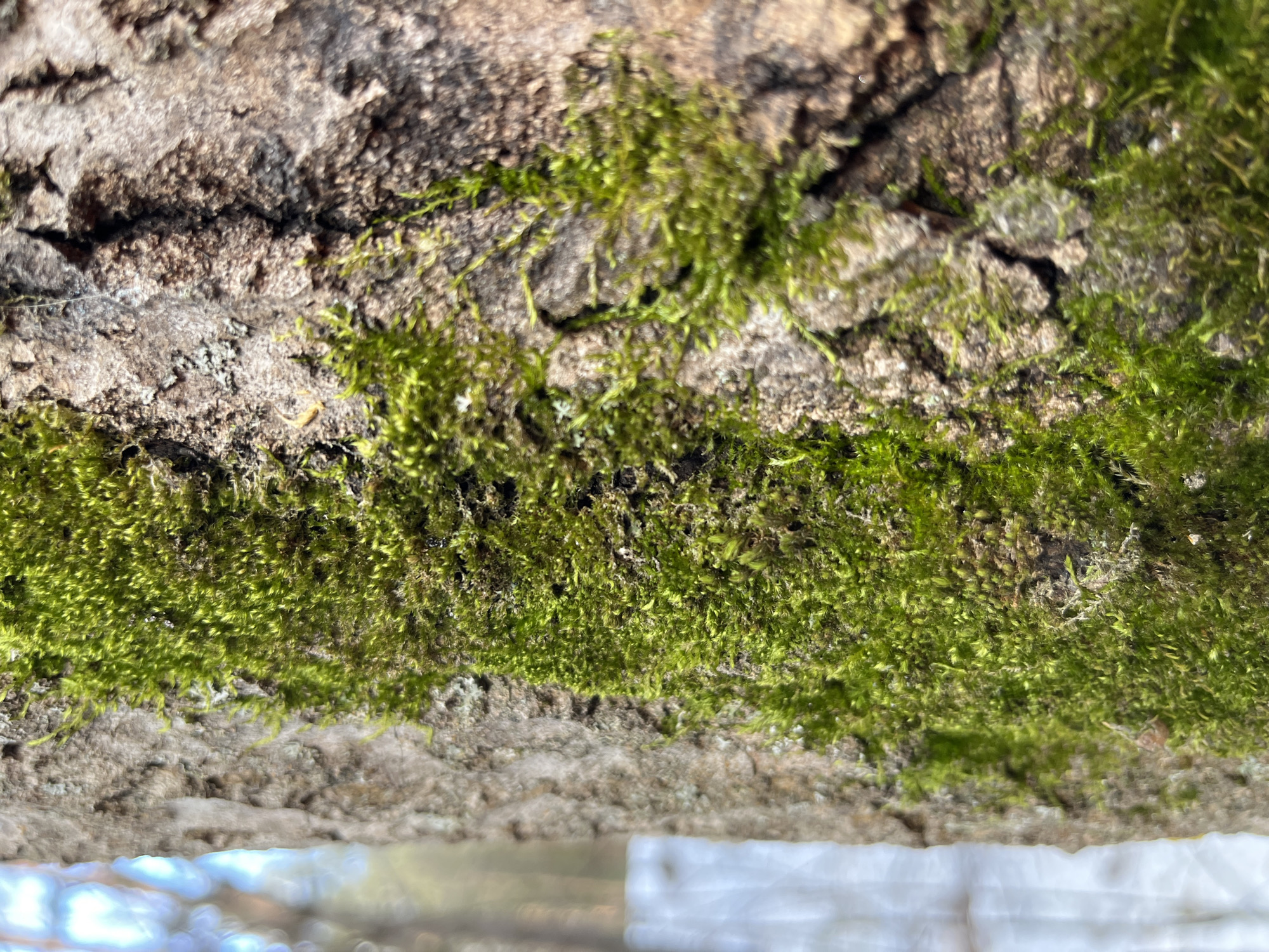The image shows a close-up view of moss growing on tree bark. The moss is green and appears to be dense and lush. The bark is rough and textured, with cracks and crevices visible. The background is blurred, with some indistinct shapes and colors suggesting a natural environment. It is not possible to confirm the location or provide specific details about people, objects, or actions based on the information from the provided image.