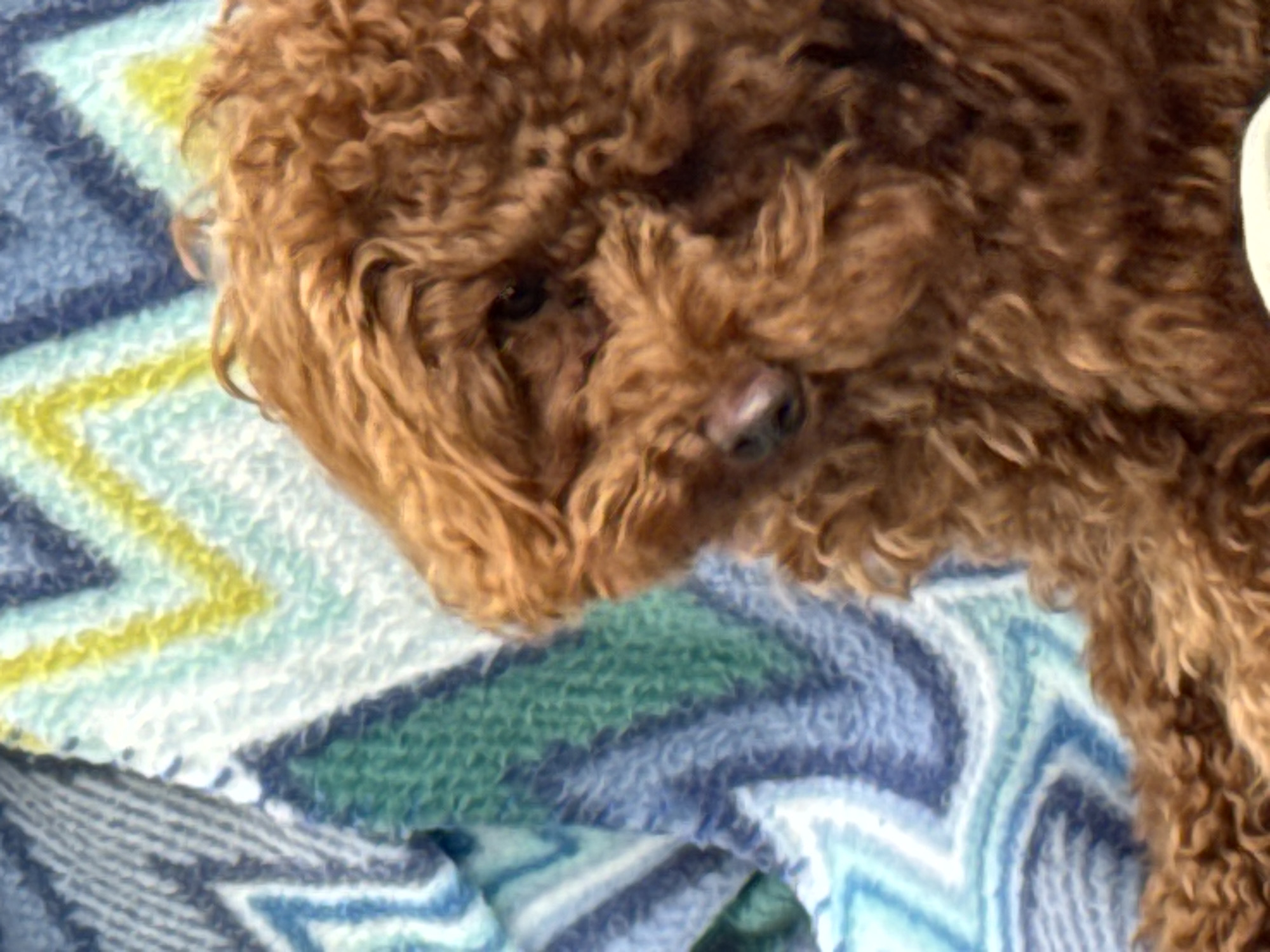 A brown poodle lies on a blanket with a zigzag pattern. The dog's head is turned to the side, and its eyes are closed. The blanket is made of a soft, fuzzy material and has stripes of blue, green, and yellow. The background is out of focus, but it appears to be a wall or a window.