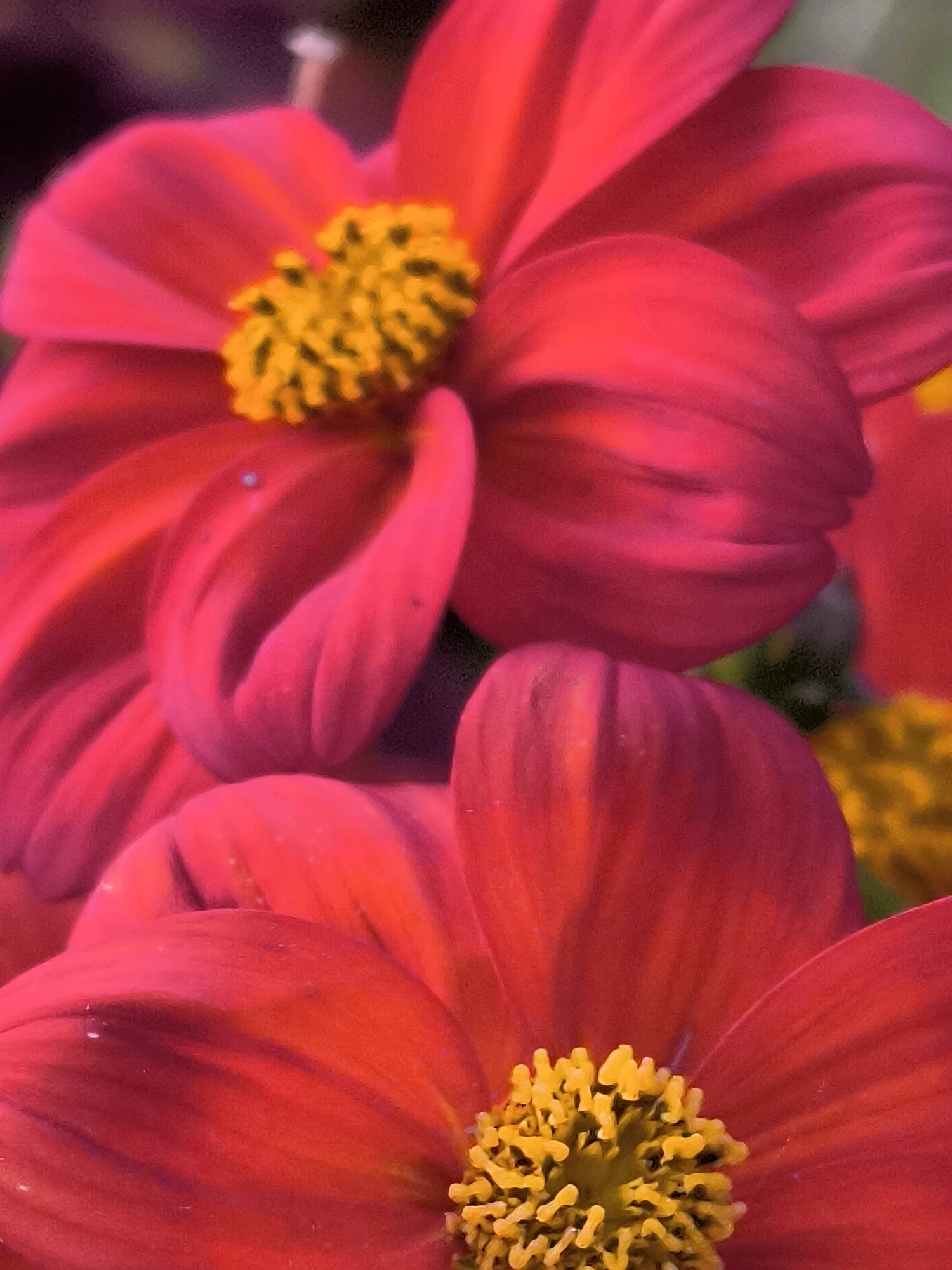 This is a close-up, macro photograph of two vibrant pink dahlias. The flowers are in full bloom, with their petals unfurling to reveal their bright yellow centers. The lighting is soft and diffused, highlighting the velvety texture of the petals and the intricate details of the stamen. The background is a blur of deep purple and green, suggesting a garden setting. The image appears to have been taken in Dercekliai, Lithuania, as suggested by the user's prompt. No people are visible in the image. The scene is peaceful and serene, focusing entirely on the natural beauty of the flowers.