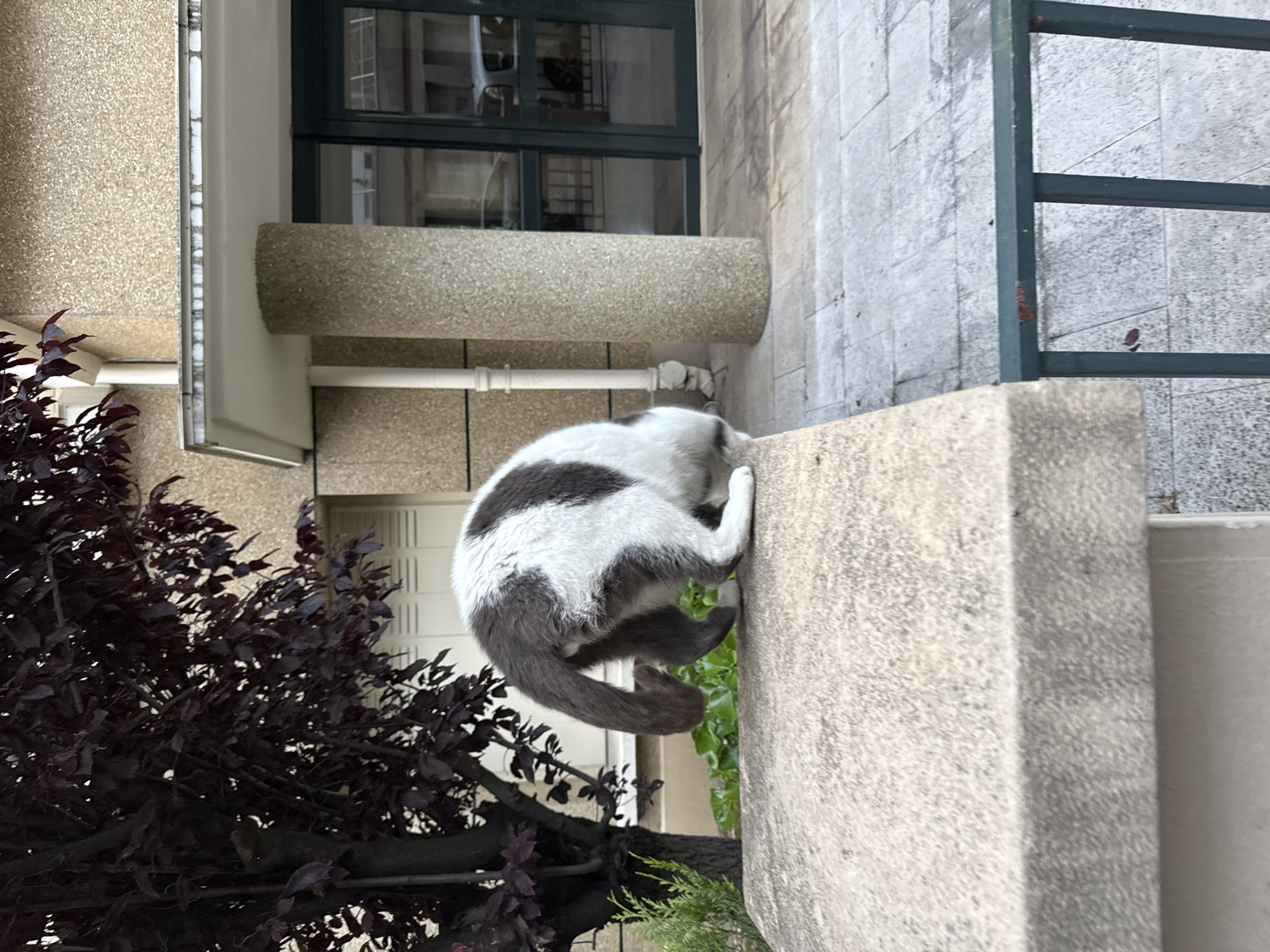 A medium, eye-level shot depicts a grey and white cat partially off a stone wall outdoors. The cat appears to be in the process of climbing down or jumping off the wall. A dense, dark purple bush is on the left side of the frame. In the background is a window with a dark frame and a beige building. A grey metal railing is visible on the right side of the frame. The location appears to be an urban environment, possibly Paris, France.