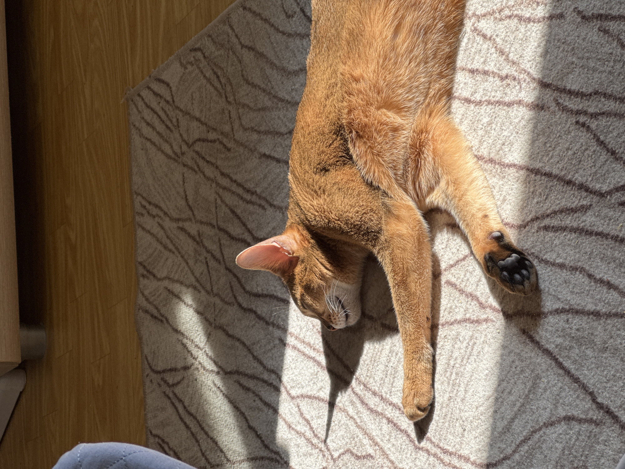 An adult, short-haired feline with reddish-brown fur, consistent with an Abyssinian breed, lies prone on its right side. Its eyes are closed, and its head is turned to the left, with the mouth slightly agape, revealing white whiskers and some teeth. The cat's front paws are extended forward, and its hind paws, displaying dark paw pads, are also visible. It rests on a light-colored rug featuring a subtle, dark geometric pattern. Approximately half of the cat and portions of the rug are illuminated by direct, strong natural light, casting distinct shadows, notably from the cat's head. Beyond the rug, a light-colored wooden floor is visible, and a partially obscured light blue quilted fabric object is present on the far left. The image contains no visual information to determine its precise location within the city of Chaikovsky, Russia.