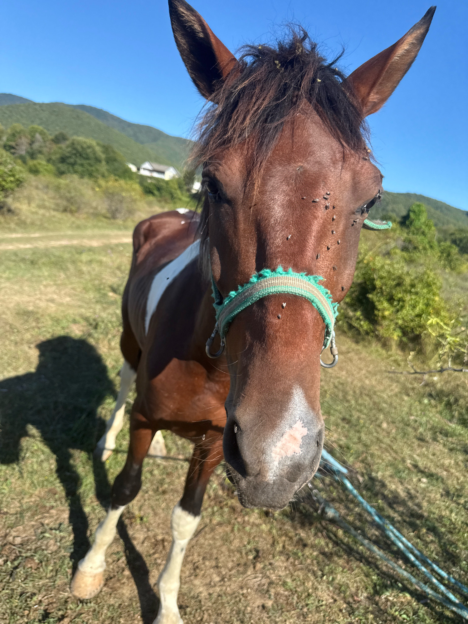 A close-up, eye-level shot shows a brown and white horse facing the camera in a grassy field. The horse has a halter with green and white woven trim. Numerous flies are visible on the horse's face, particularly around its eyes and muzzle. The horse's mane is dark brown and appears somewhat disheveled, with some debris caught in it. In the background, rolling green hills are covered with trees and vegetation. A white building is visible on one of the hills. The sky is clear and blue. The ground is covered in dry grass, with a shadow of the horse cast to its left. A blue rope or lead is visible in the lower right quadrant of the image. The location is identified as Tenginka, Russia.