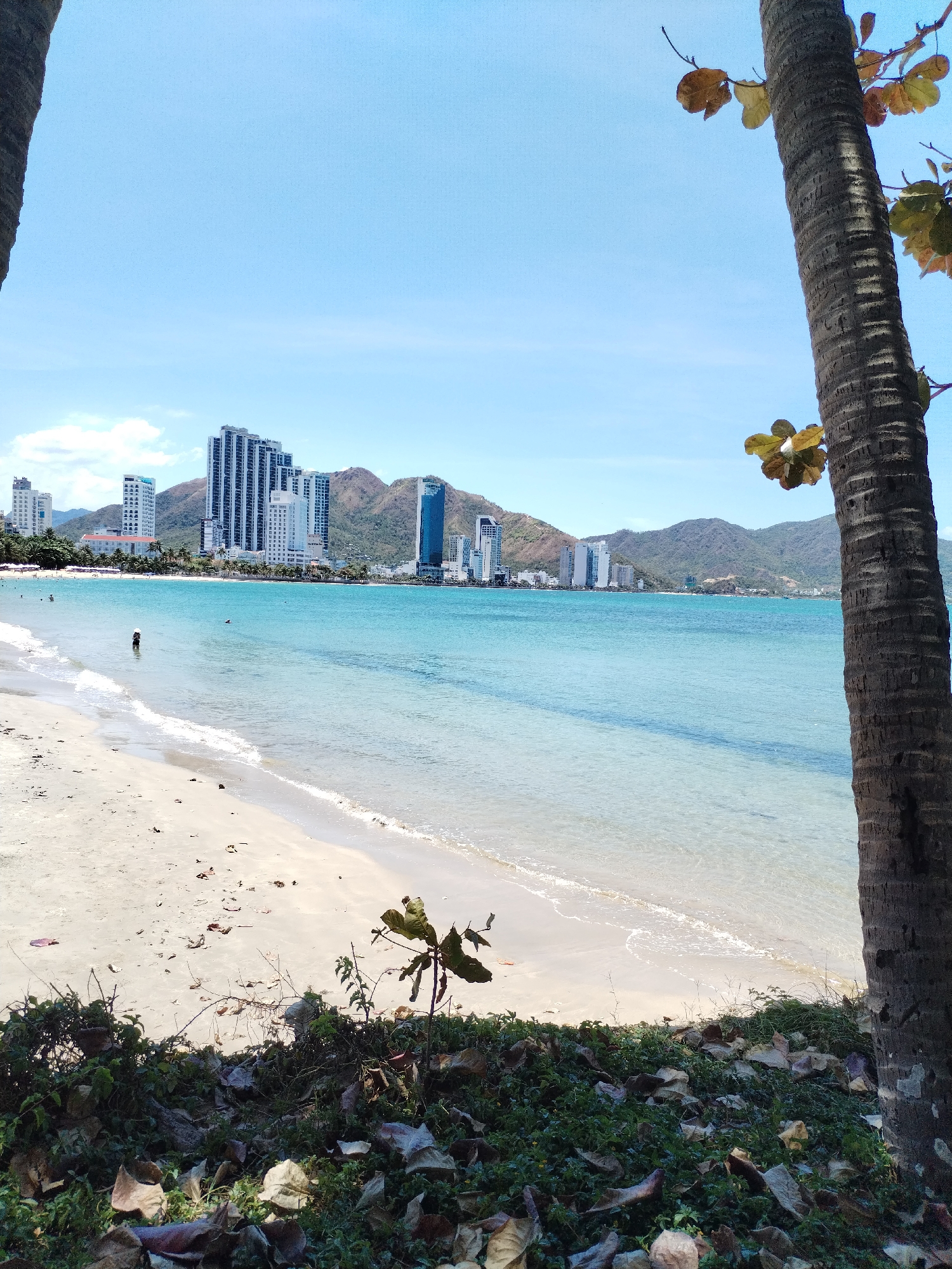 A coastal landscape scene in Nha Trang, Vietnam, features a beach bordered by a clear, turquoise body of water. Several high-rise buildings are visible in the midground, situated against a backdrop of rolling mountains. The foreground consists of sand, foliage, and fallen leaves. Two tree trunks, one on the left and one on the right, serve as a natural frame. A person can be seen wading in the water.