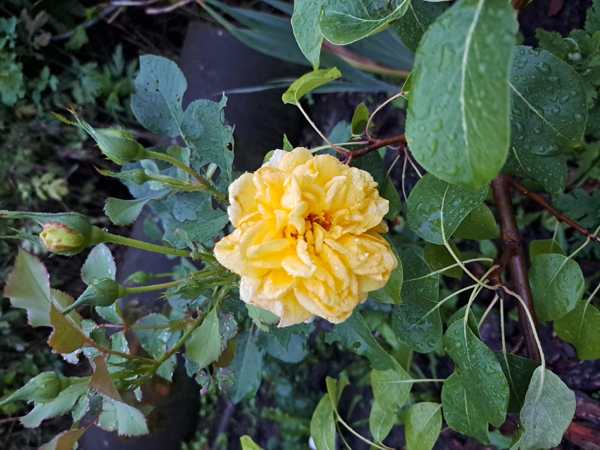 A close-up, eye-level shot captures a yellow rose in full bloom, its petals slightly ruffled and adorned with water droplets, suggesting recent rainfall. The rose is part of a bush with several green buds, some tightly closed and others beginning to unfurl. The plant has thorny branches and serrated green leaves, also wet with dew or rain. The background is a blur of darker green foliage and a dark, indistinct object, possibly a rock or a garden decoration, providing a natural, outdoor setting. The image appears to have been taken in a garden environment, possibly in the city of Chernetsk, Russia, given the naturalistic flora and subdued lighting.