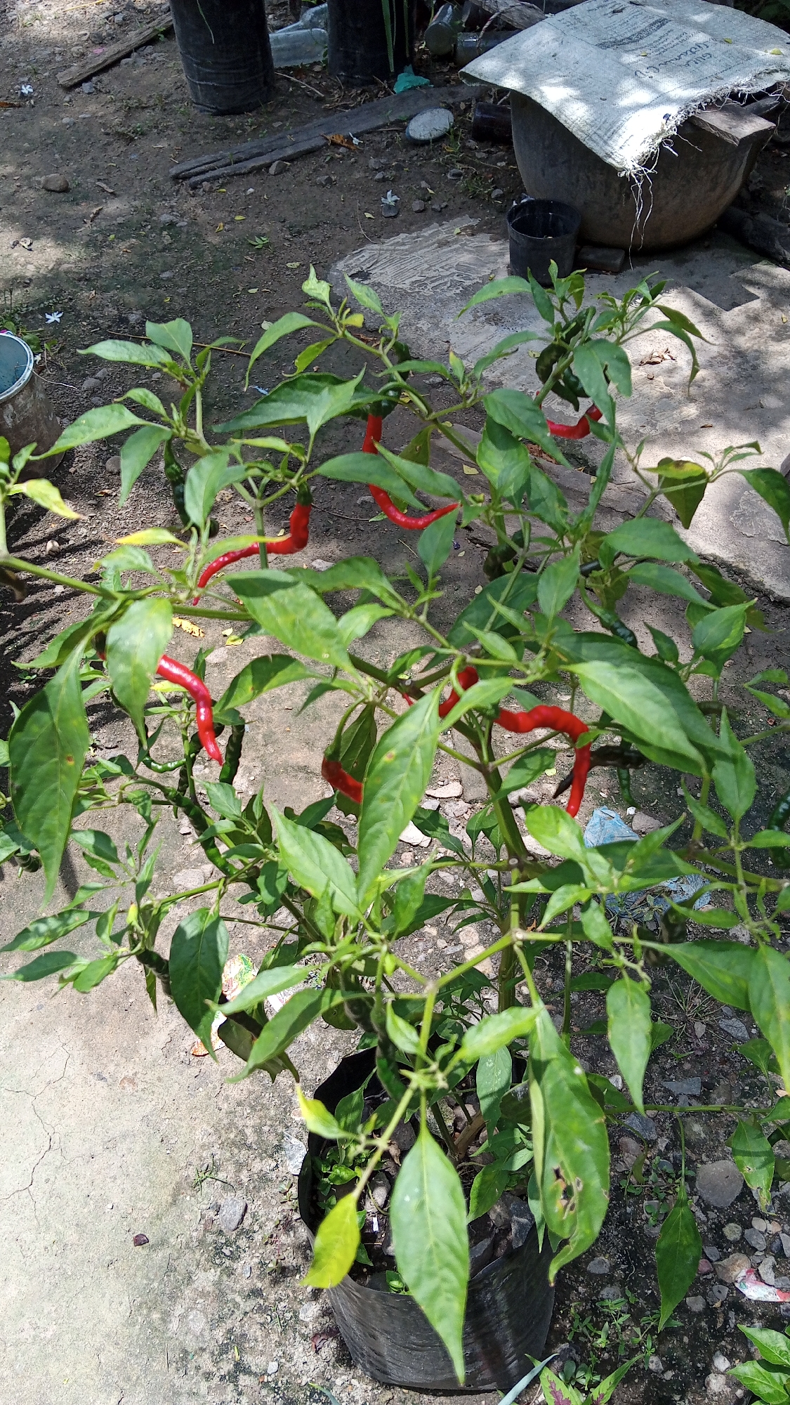 The image depicts a close-up view of a chili pepper plant growing in a black plastic pot. The plant has numerous green leaves and several red chili peppers hanging from its branches. The pot is situated on a ground surface composed of dirt and concrete. In the background, there are various objects, including large black cylindrical containers, a large round container covered with a white tarp, and some scattered debris. The scene appears to be outdoors, with shadows cast on the ground, suggesting it is daytime. The image's composition focuses on the chili plant, with the background elements slightly out of focus. The presence of concrete and dirt, along with common gardening items like pots and containers, indicates a residential or garden setting, potentially in an urban or suburban area. The location is identified as Kebonbaru, Indonesia.