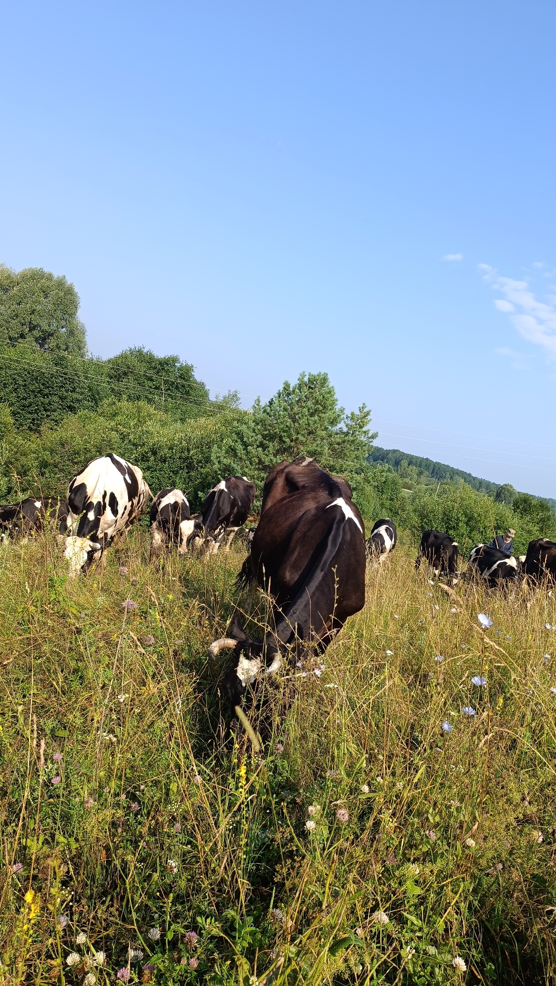 A herd of black and white cows graze in a sunlit meadow filled with tall grass and wildflowers. The sky is clear and blue, with a few wispy clouds. In the background, a dense line of green trees forms a natural border, and beyond that, rolling hills are visible. The scene suggests a rural, pastoral environment, likely in the countryside. There are no visible man-made structures other than some faint power lines in the upper background. The lighting indicates it is daytime, likely morning or afternoon.