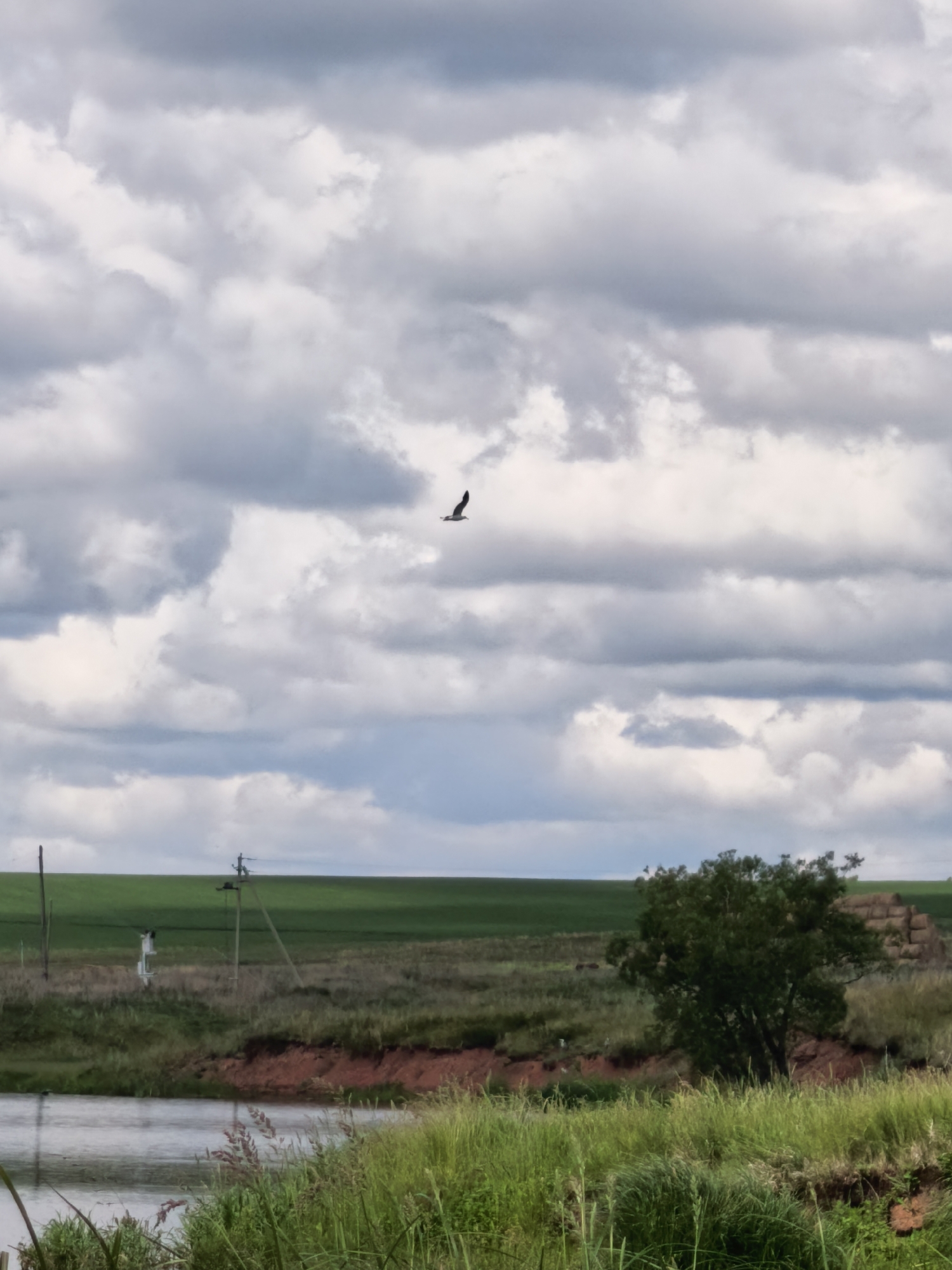 A bird is captured in flight against a dramatic, cloudy sky. The scene unfolds in a rural landscape, likely near the village of Kuzminovka, Russia. Below the sky, a body of water, possibly a river or lake, occupies the foreground, its surface reflecting the muted light. The banks of the water are lined with lush green grass and reeds. Further inland, a reddish-brown embankment separates the water from a field of green crops that stretches to the horizon. A solitary tree stands prominently in the middle ground, its dark green foliage contrasting with the lighter hues of the sky and fields. In the distance, several hay bales are visible, hinting at agricultural activity. Utility poles with wires are scattered across the landscape, indicating the presence of infrastructure. The overall impression is one of a tranquil, natural setting under a dynamic sky.