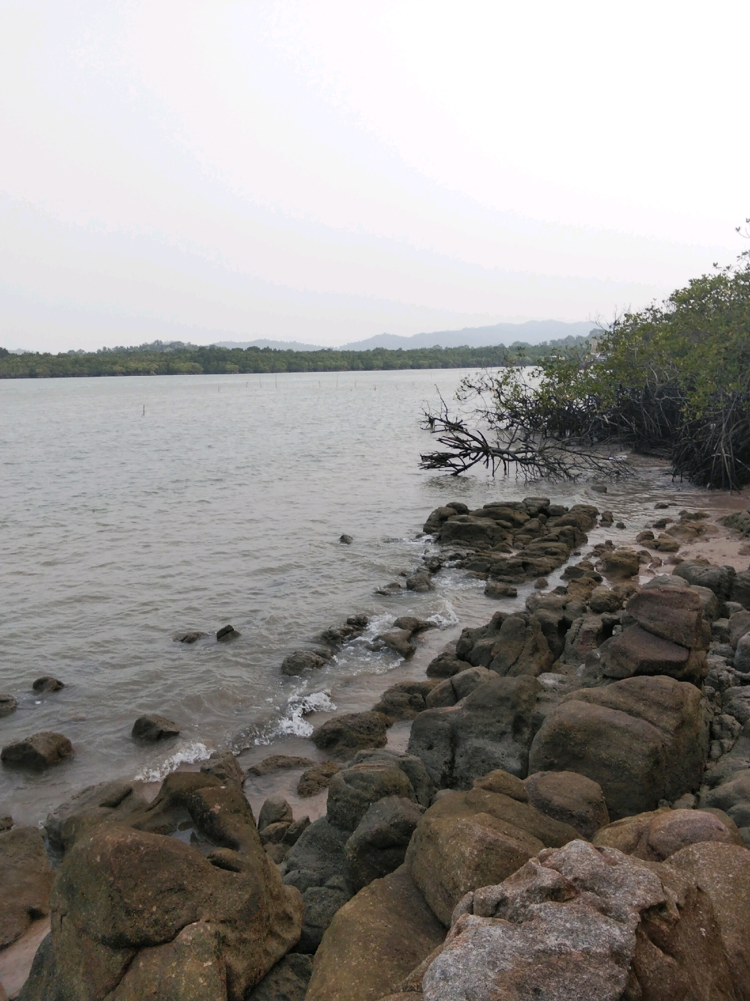 The image depicts a rocky coastline at the edge of a body of water. In the foreground, large, weathered rocks of various sizes are scattered across a sandy shore, with some partially submerged in the shallow water. Gentle waves lap against the rocks, creating small white foam patterns.
To the right, a dense cluster of mangrove trees with exposed roots lines the shore, their branches reaching towards the water. A fallen, leafless tree branch juts out from the water into the foreground, resting partially on the rocks and partially submerged.
In the middle ground, the calm, grey water stretches towards a distant treeline on the opposite shore. This treeline forms a dense, dark green barrier against a hazy, pale sky. The overall impression is a natural, somewhat wild coastal environment. The image does not contain any people or specific identifiable landmarks that would indicate its location within the city of Moro, Indonesia, beyond it being a coastal area.