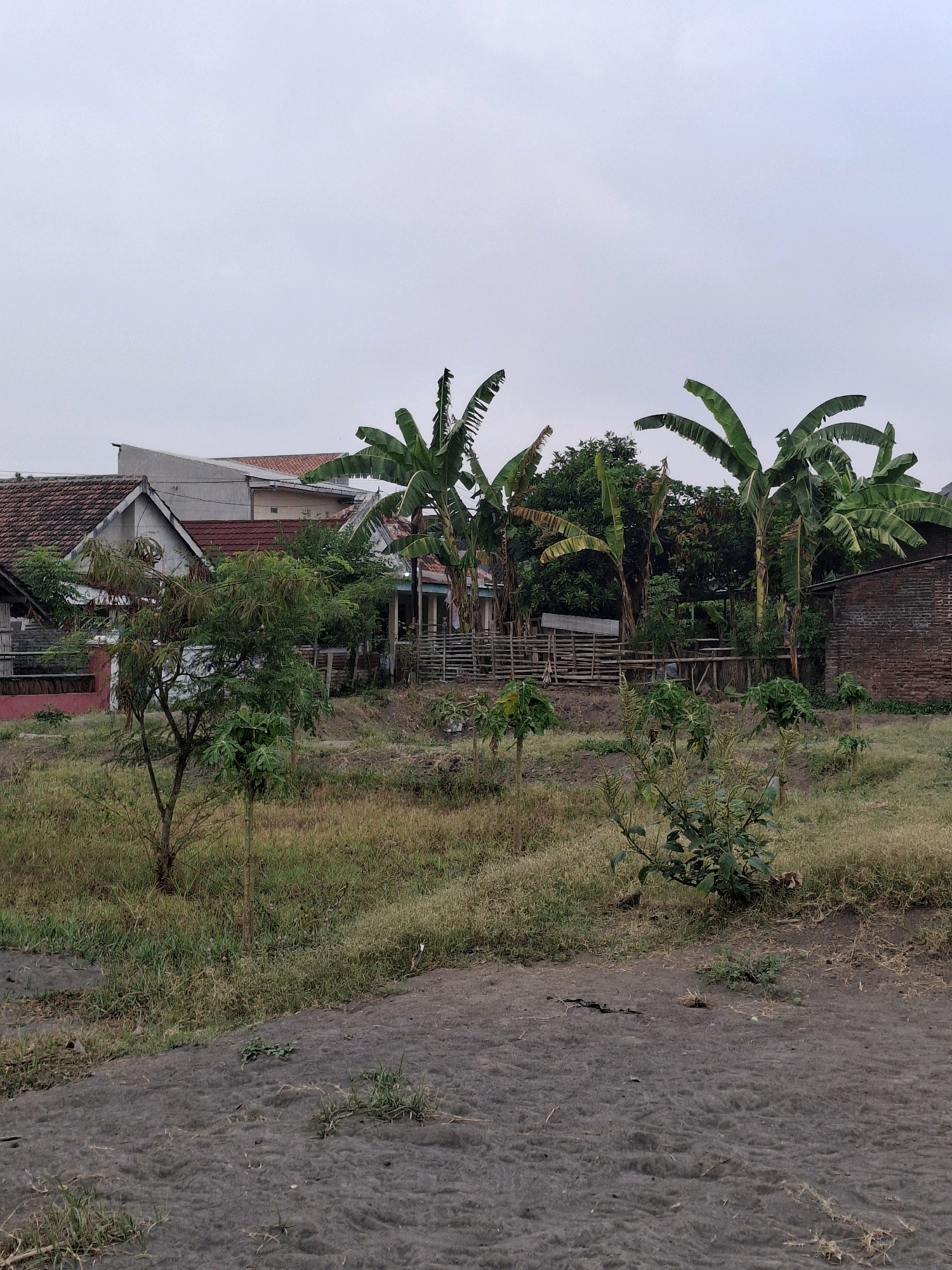 The image depicts a residential area in the city of Lumajang, Indonesia, under an overcast sky. In the foreground, dark, sandy soil with sparse patches of dry grass forms the ground. Beyond this, a grassy slope rises, dotted with small green plants and a young tree.
Further back, a wooden fence, constructed from bamboo or similar material, separates the foreground from the residential structures. Several banana trees with large, green fronds are prominent, some reaching towards the sky. To the left of the banana trees, houses with tiled roofs, typical of Indonesian architecture, are visible. One house has a pink-colored lower section. To the right, a weathered brick building stands. The environment appears to be a mix of residential living and agricultural elements, with vegetation integrated into the urban landscape. The overall impression is one of a modest, rural-influenced settlement.
