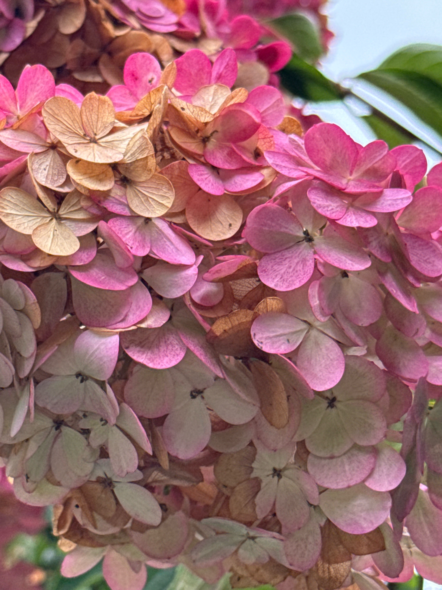 The image is a close-up, vertical shot of a cluster of hydrangeas. The flowers are predominantly pink and some have a dried, papery texture with hues of brown and tan. Some petals appear faded and delicate, while others are a vibrant pink. The background is softly blurred, with hints of green foliage and a light blue sky visible at the top right. The focus is entirely on the intricate details of the hydrangea blooms. The location of Красновыборжец Снт, Russia, is not depicted in the image; there are no visible landmarks or elements that would suggest this specific place.