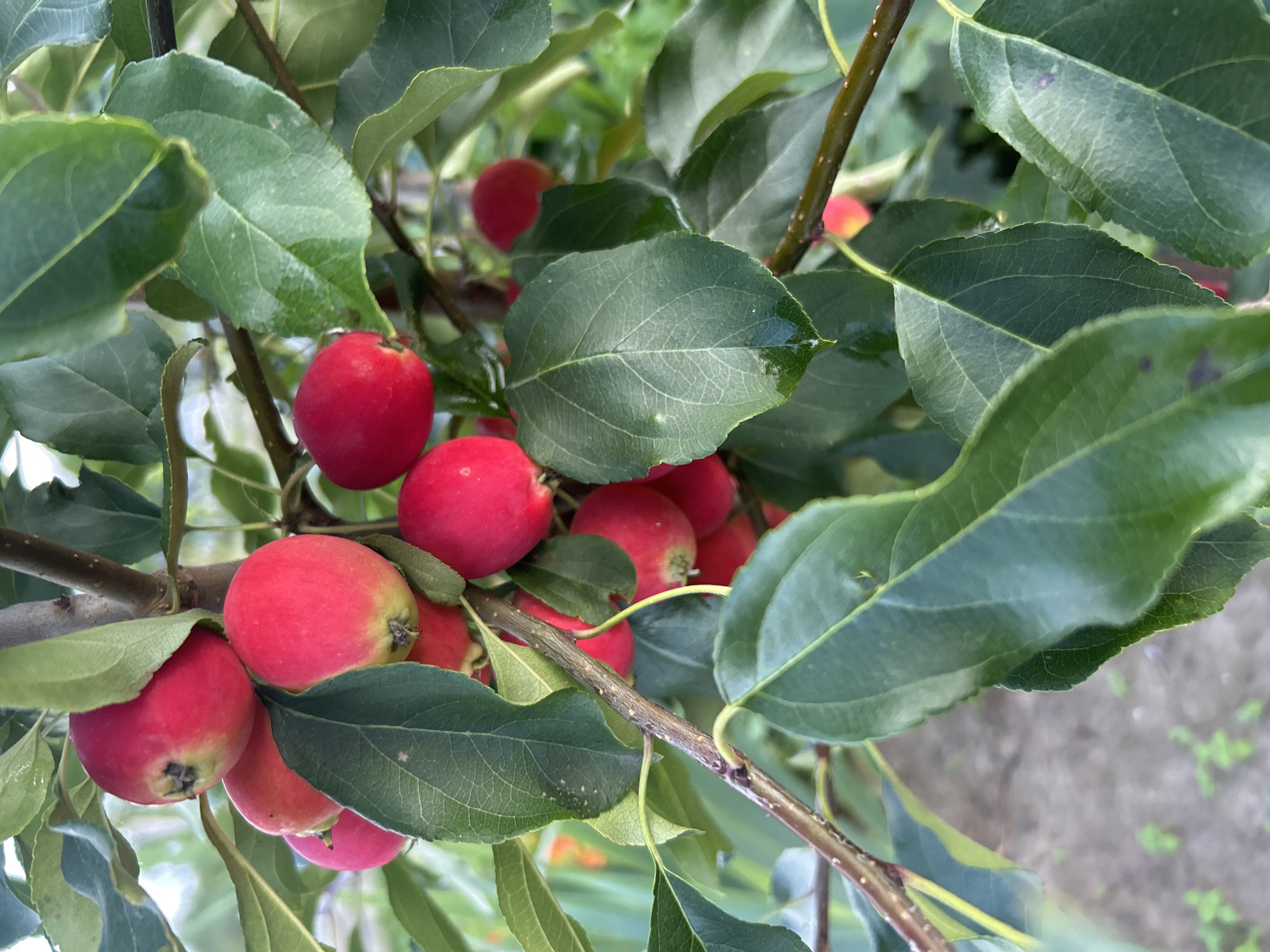 A close-up, eye-level shot captures a cluster of ripe, red crabapples hanging from a tree branch amidst lush green leaves. The apples are predominantly red with subtle hints of yellow near the stem. One apple in the foreground shows a slight green blush at its base, while another exhibits a darker, more intense red hue. The leaves are broad and vibrant green, with some displaying a slight sheen, possibly from recent rain. A few leaves have small, dark spots. The branch itself is brown and speckled. The background is softly blurred, showing more green foliage and hints of a greyish-brown path or ground cover. No people or animals are visible. The scene suggests a natural outdoor setting within a city, potentially a garden or park in Kalitsino, Russia, during the fruiting season.