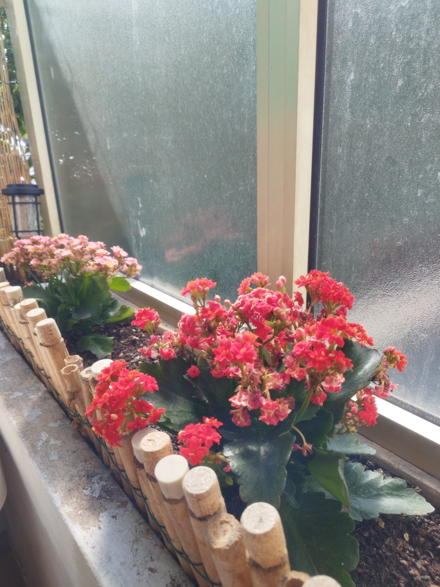 The image depicts a window planter box filled with vibrant flowering plants. Two clusters of Kalanchoe plants are visible, one with pink blossoms and another with bright red blooms. The planter box is constructed from bamboo stalks bound together with green twine, with individual bamboo pieces capped with what appear to be white or light-colored corks. The planter sits on a stone ledge or windowsill, which shows signs of weathering. Behind the planter, a large window with frosted or textured glass dominates the background. The window frame is visible, with a light-colored outer frame and a darker inner frame. To the left of the planter, a section of bamboo fencing and a black lantern can be seen, suggesting an outdoor setting, possibly a patio or balcony. The lighting indicates it is daytime, with sunlight casting shadows. The overall scene conveys a sense of urban gardening or decorative planting. There are no people or animals present in the image.