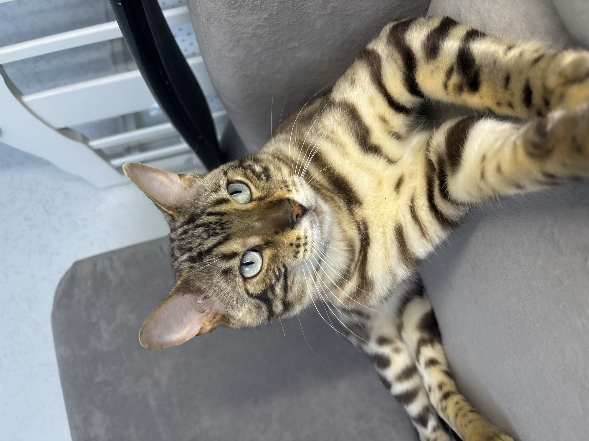 A Bengal cat with light blue eyes and a spotted coat is lying on a gray upholstered couch. The cat is facing the right side of the frame, with its head slightly turned towards the viewer. Its paws are extended, and its body is relaxed. The background consists of a portion of a white crib or bed frame, and a wall with light blue wallpaper. There are no people visible in the image. The lighting suggests it is daytime. The location of Noviy, Russia, is not ascertainable from the image.