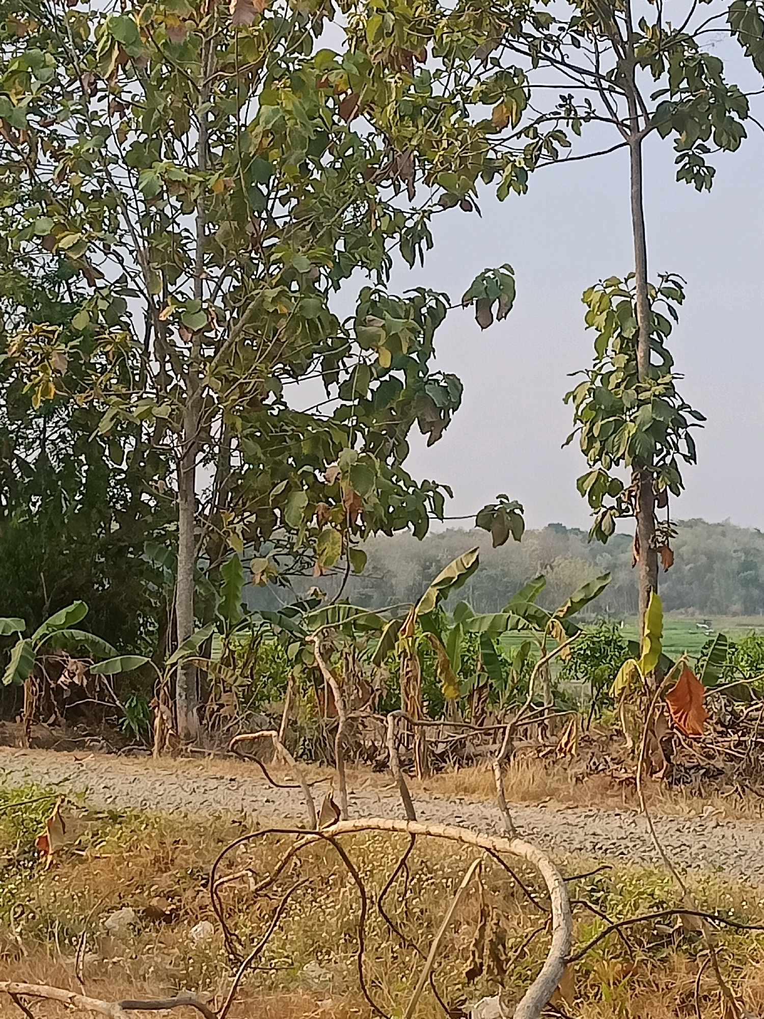The image depicts a rural scene in Ketro, Indonesia, characterized by lush vegetation and a rustic landscape. In the foreground, a gravel path runs horizontally, bordered by dry, brown grass and dead branches. A prominent, gnarled tree branch occupies the lower portion of the frame, adding to the natural, untamed feel of the scene.
Behind the path, a dense growth of banana trees with their distinctive large leaves dominates the midground. The banana trees are interspersed with other smaller trees and bushes, creating a layered effect of green foliage. A tall, slender tree with a rough bark stands to the right of the banana grove, its branches reaching towards the sky.
In the background, a gentle slope is covered with a mosaic of trees and greenery, suggesting rolling hills or farmland. The sky above is a pale, hazy blue, indicating either early morning or late afternoon. The overall impression is one of a peaceful, natural environment, likely far from urban development. There are no people visible in the image. The presence of banana trees strongly suggests this is a tropical or subtropical region.