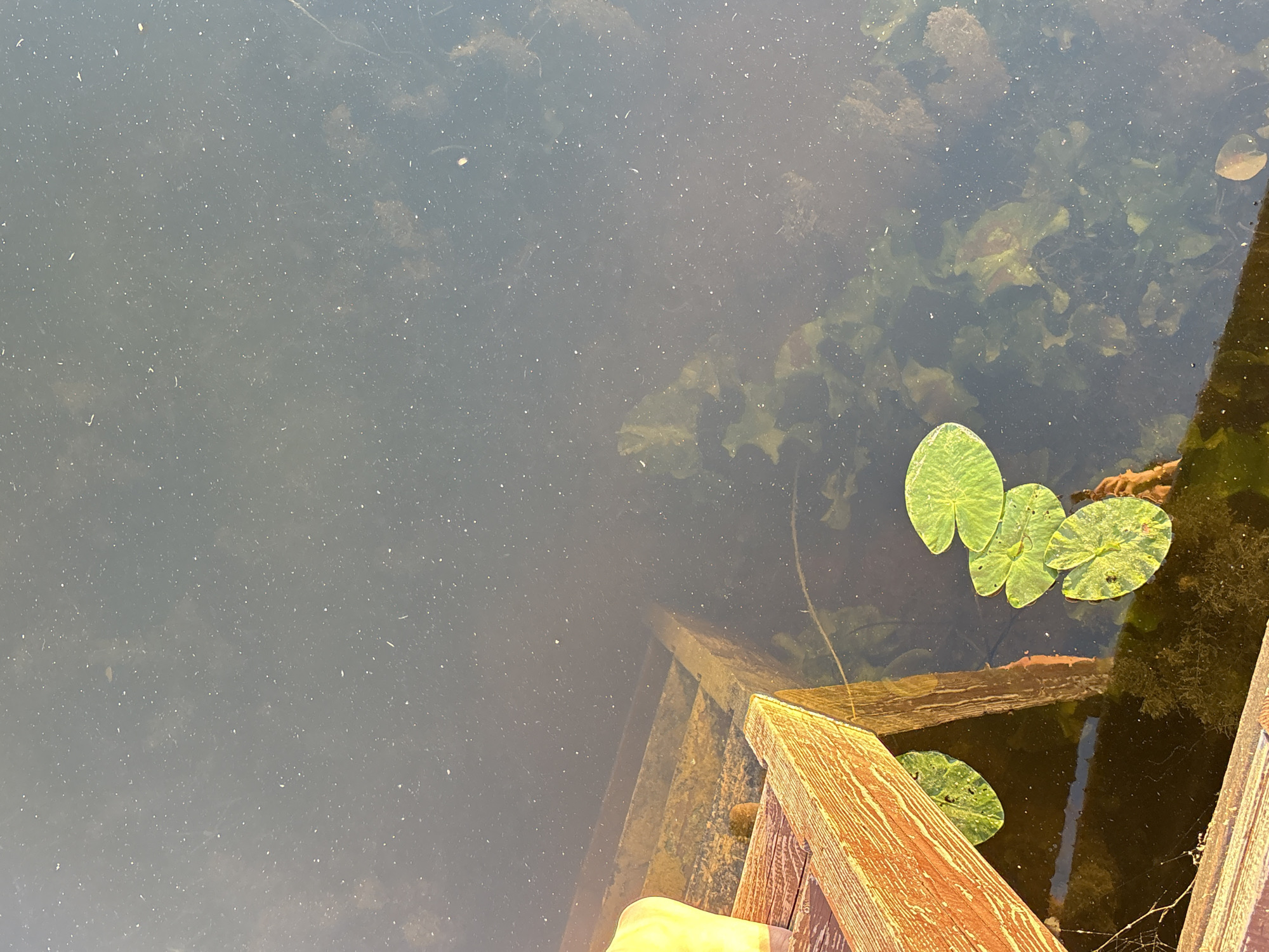A close-up, high-angle shot shows a section of wooden dock and dark, murky water. On the dock, the edge of a light yellow garment is visible on the left. The water, likely in Chikino, Russia, is filled with debris and particulate matter, giving it a cloudy appearance. Submerged vegetation, possibly lily pads and algae, is visible beneath the surface. A few lily pads float on top of the water, predominantly in the lower right quadrant of the image. Wooden steps descend into the water from the dock. The scene suggests a natural outdoor setting, possibly a lake or slow-moving river.