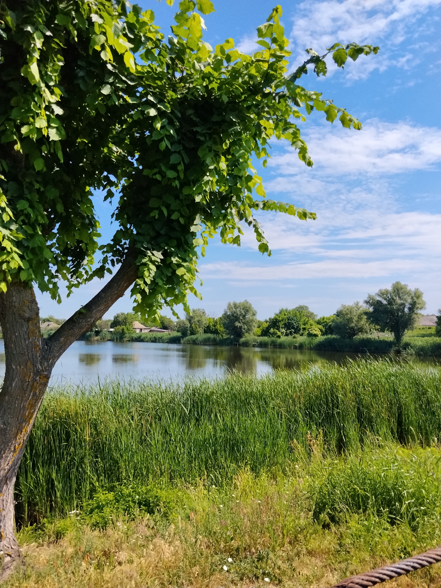 The image captures a serene natural landscape beside a body of water, likely a lake or river, in Ustyvytsia, Ukraine. In the foreground, the textured bark of a large tree is visible on the left, with its lush green leaves and branches extending towards the top of the frame. The middle ground is dominated by a dense growth of tall, green reeds lining the water's edge. The water itself reflects the blue sky, which is dotted with scattered white clouds. Across the water, a treeline of mixed deciduous trees forms the background, with hints of buildings nestled amongst them, suggesting a rural or semi-rural settlement. The overall impression is one of a calm, sunlit day in a peaceful, natural setting.