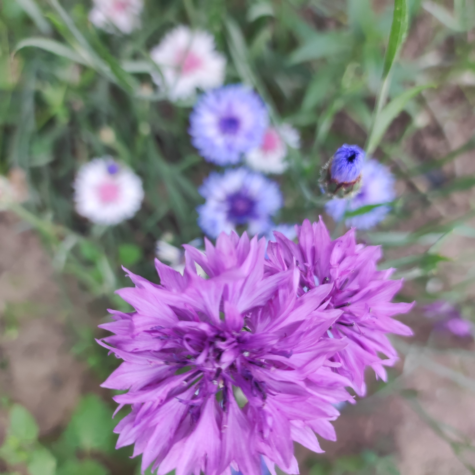 The image is a close-up, vertical shot of vibrant purple cornflowers (Centaurea cyanus) in bloom. The foreground is dominated by two large, fully opened purple flowers, their delicate, feathery petals fanned out. The texture of the petals is a prominent detail, with their pointed tips and slightly ruffled appearance. In the background, several other cornflowers are visible, some in shades of blue and white, with hints of pink in the white ones. One blue bud is also visible, unfurling at the top right of the frame. The flowers are set against a backdrop of blurred green foliage and a sandy or earthy ground, suggesting an outdoor setting in a garden or field. The lighting appears soft, possibly indicating a cloudy day or the gentle light of early morning or late afternoon. There are no people or text visible in the image. The overall impression is one of natural beauty and the soft, delicate charm of wildflowers. The location is identified as Navoloki, Russia.