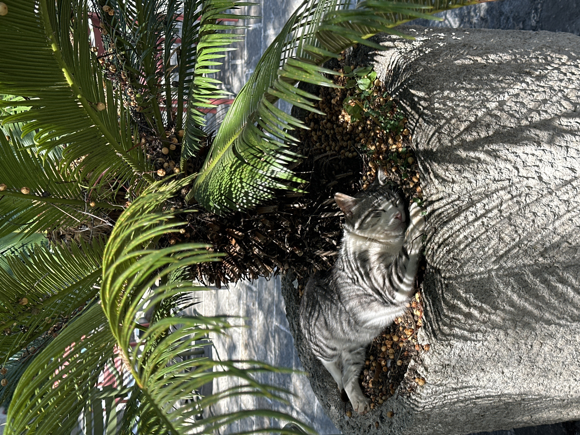 A gray tabby cat lies on the rough, gray trunk of a cycad palm tree. The tree is positioned next to a building in Budva, Montenegro, as evidenced by typical Budva building elements visible behind the tree. The cat is resting among the tree's seeds and fallen debris at the base of the trunk, partially shaded by the palm's fronds. The sunlight creates distinct shadows on the textured trunk.