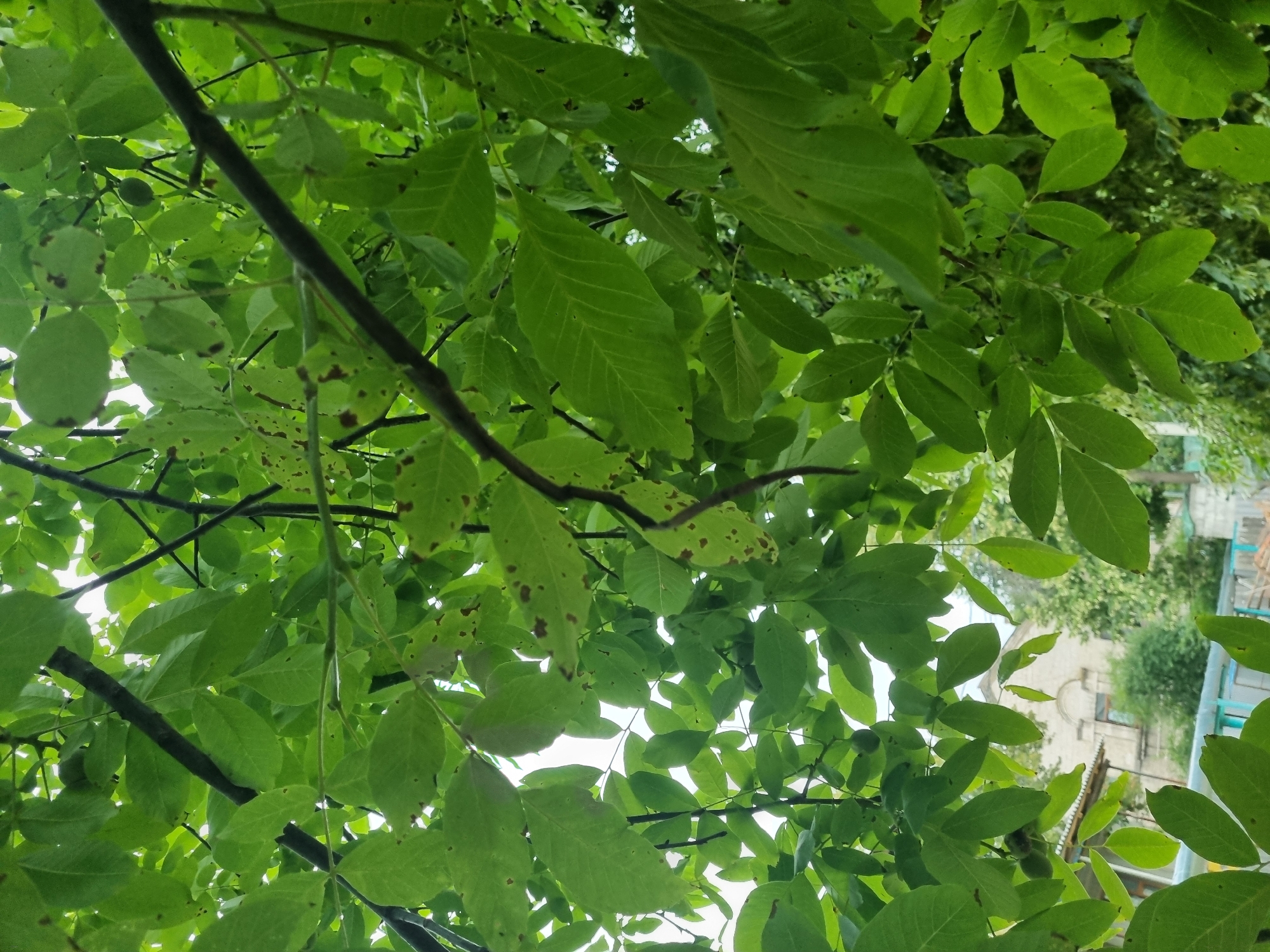A low-angle outdoor medium shot shows a dense canopy of green leaves, obscuring much of the background. The leaves are from a deciduous tree, possibly a walnut tree, as small, green nuts are visible in clusters among the foliage in the upper left and lower left portions of the frame. Many of the leaves exhibit small, brown spots, indicating possible disease or damage. Tree branches, dark brown and thin, crisscross through the leaves, some reaching toward the sky, others pointing downwards. The sky is visible in patches through the leaves, appearing bright white, suggesting it is overcast or the sun is directly overhead. In the distant background, through a thinner section of leaves in the lower center, a light-colored, multi-story building with a peaked roof and arched windows can be seen. The building appears to be made of stone or stucco and has a somewhat weathered appearance. To the left of the building, a white-roofed structure, possibly a shed or outbuilding, is partially visible, along with a fence made of light blue wooden planks. The overall impression is of a lush, green environment, with a hint of human habitation in the distance.