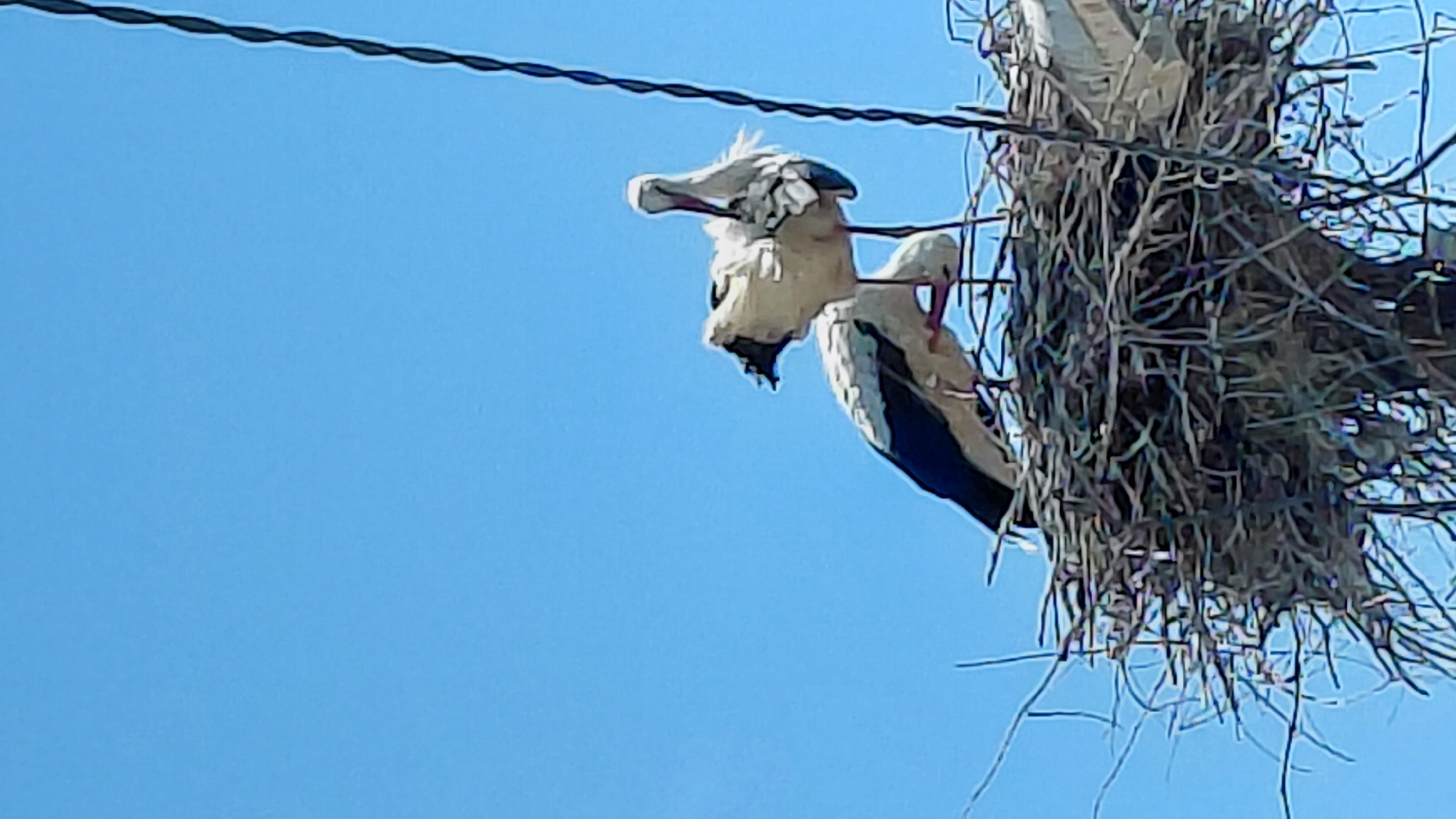 The image shows a stork perched on a nest made of sticks and branches, which is precariously located atop a utility pole. The sky is clear blue. There is a powerline.