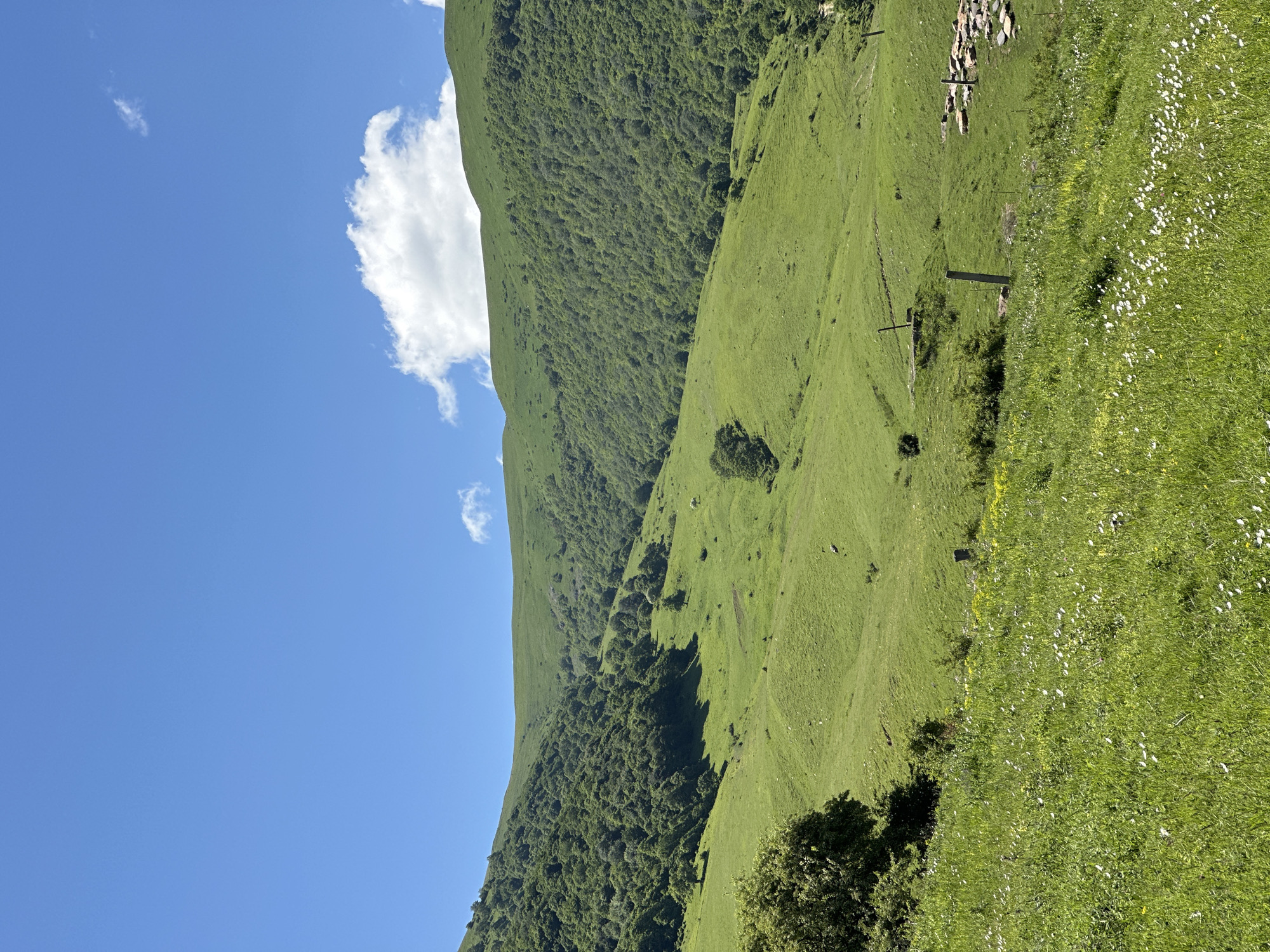 A wide-angle, vertical photograph captures a lush green hillside under a bright blue sky with scattered clouds, characteristic of the countryside near Aygehat, Armenia. The foreground is dominated by a sloping meadow dotted with small white and yellow wildflowers. A large, dense tree with dark green foliage stands on the left.
The middle ground reveals rolling green hills, some sparsely populated with trees, while others are covered in dense forest. Shadows suggest the sun is high in the sky. Several indistinct, dark shapes are visible on the grassy slopes, possibly sheep or other livestock. Two rustic wooden posts, one upright and one leaning, stand in the middle distance, along with a small cluster of flat, grey stones arranged in a rectangular formation. A dirt path is faintly visible winding up one of the hills.
The background features a larger, more heavily forested mountain range that extends across the frame, its upper slopes bathed in sunlight. The overall impression is one of natural beauty and rural tranquility.