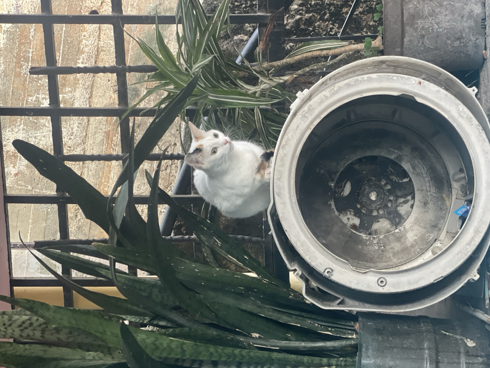 The scene depicts a domestic setting in Caracas, Venezuela, featuring a white calico cat positioned among potted plants and what appears to be a disassembled washing machine drum. The cat is looking upwards, its gaze directed off-frame. The plants consist of snake plants and spider plants. The background reveals a metal window security grille. The environment suggests an outdoor area such as a balcony or patio. No people are visible.
