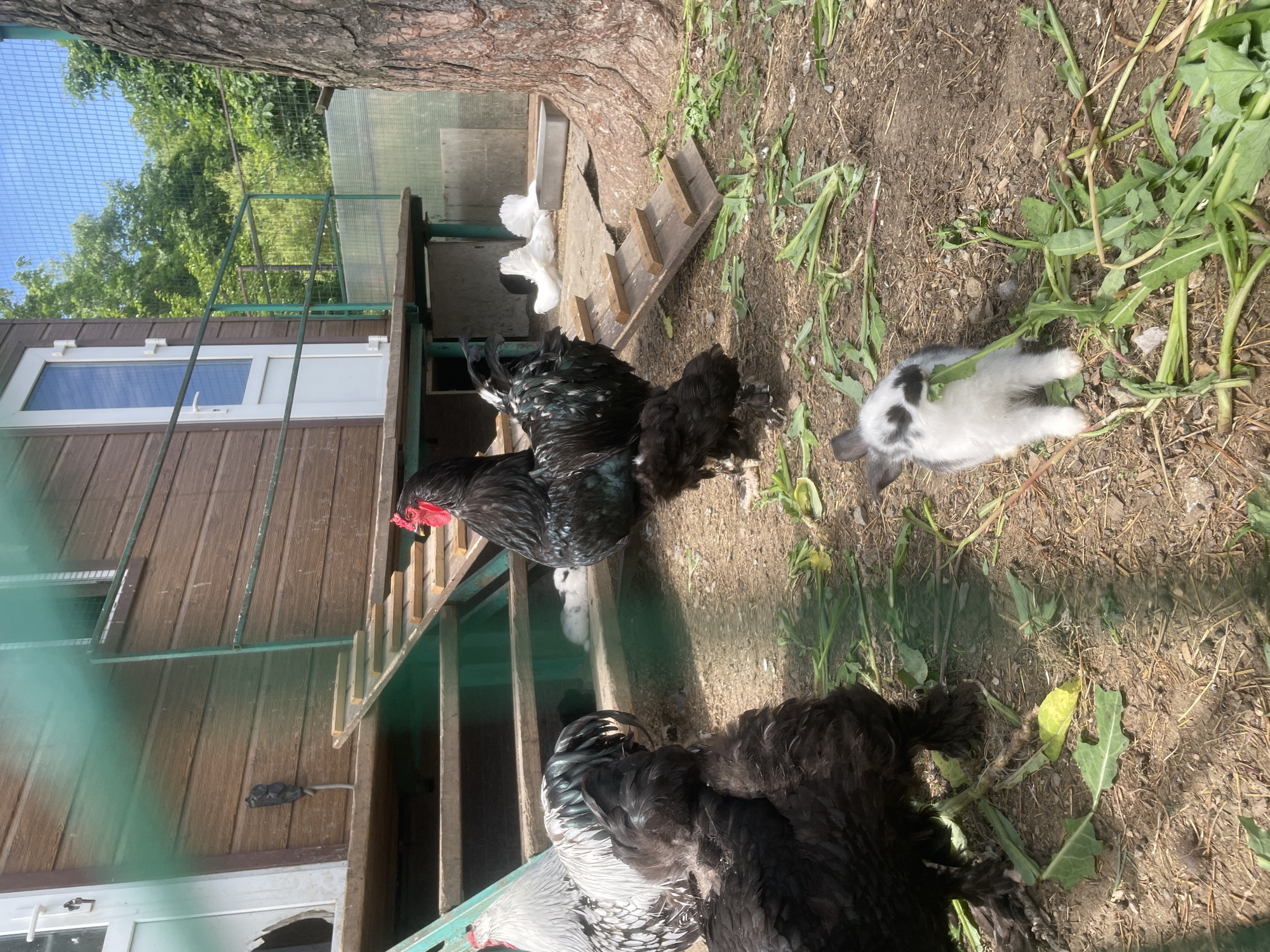 The image depicts a sunny outdoor scene at a farm or animal enclosure, likely in Vladivostok, Russia. The primary subjects are several chickens and a young rabbit. Two large, dark-feathered chickens, possibly ornamental breeds, are prominently featured. One stands on a wooden ladder, its black plumage contrasting with its red comb. Another chicken, similar in appearance, is partially visible in the foreground, with fluffy black feathers. A third chicken, white and fluffy, is seen in the background, inside a structure. A small, grey and white spotted rabbit is lying on the ground, surrounded by weeds and dry earth.
The setting appears to be a rural area, with a wooden building that has a window and a door visible. A green metal structure, possibly part of the enclosure's fencing or a ramp, is also present. The ground is covered in dirt, dry leaves, and some green vegetation. The bright sunlight suggests it is daytime, and the clear sky visible through the fencing indicates fair weather. The overall impression is a peaceful, natural environment where different animals coexist. There is no visible text in the image.