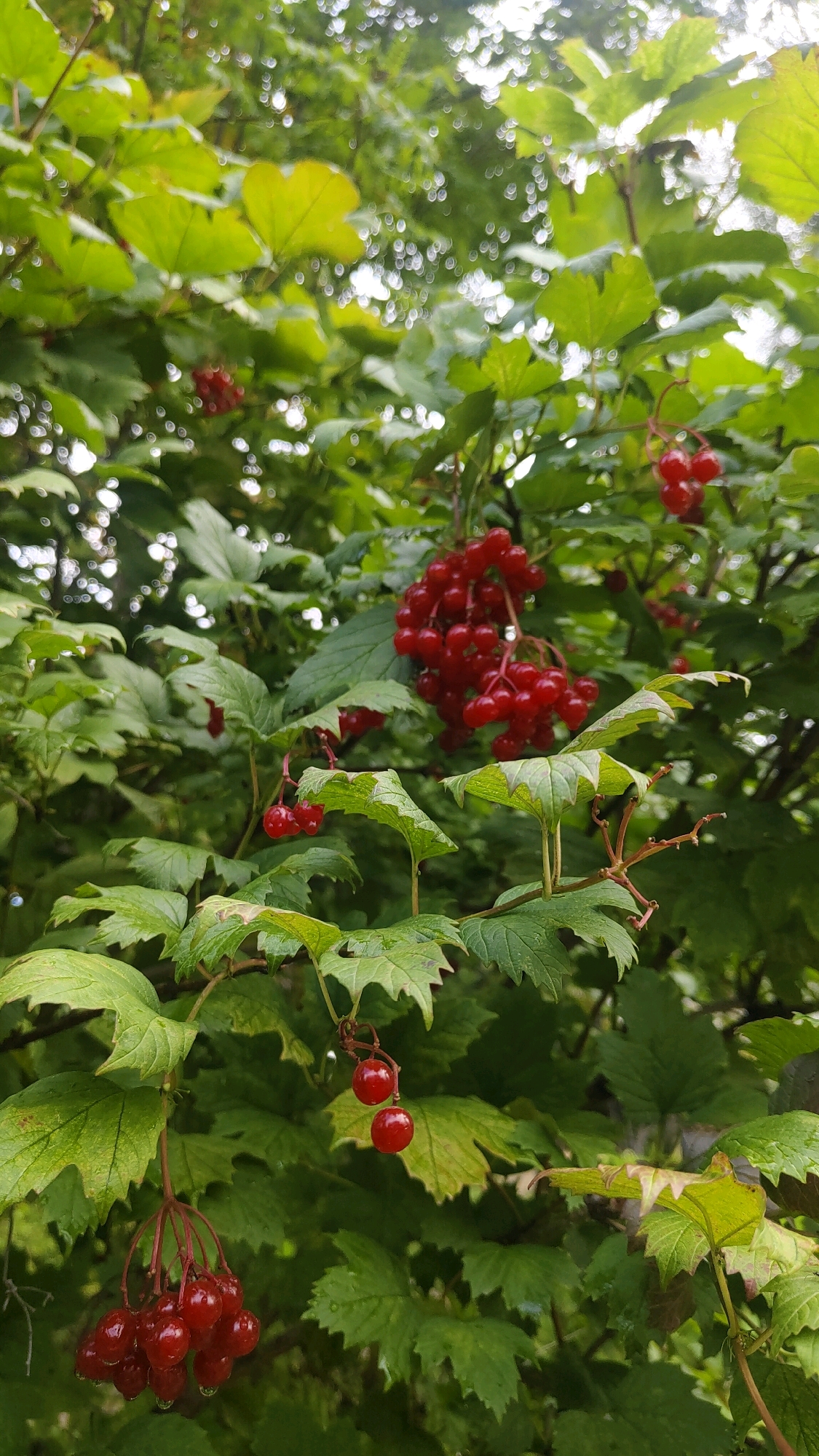 The image shows a close-up view of a viburnum bush with clusters of ripe, red berries and green leaves. The berries are spherical and glossy, with some appearing to have water droplets on them. The leaves are broad and serrated, with some showing signs of browning or slight damage. The background is a blur of green foliage and dappled light, suggesting an outdoor setting in a natural environment. There are no people or animals visible in the image. The scene is likely captured in a park or garden, as viburnum is a common ornamental shrub. The specific location in Krasnoyarsk, Russia cannot be determined from the image alone.