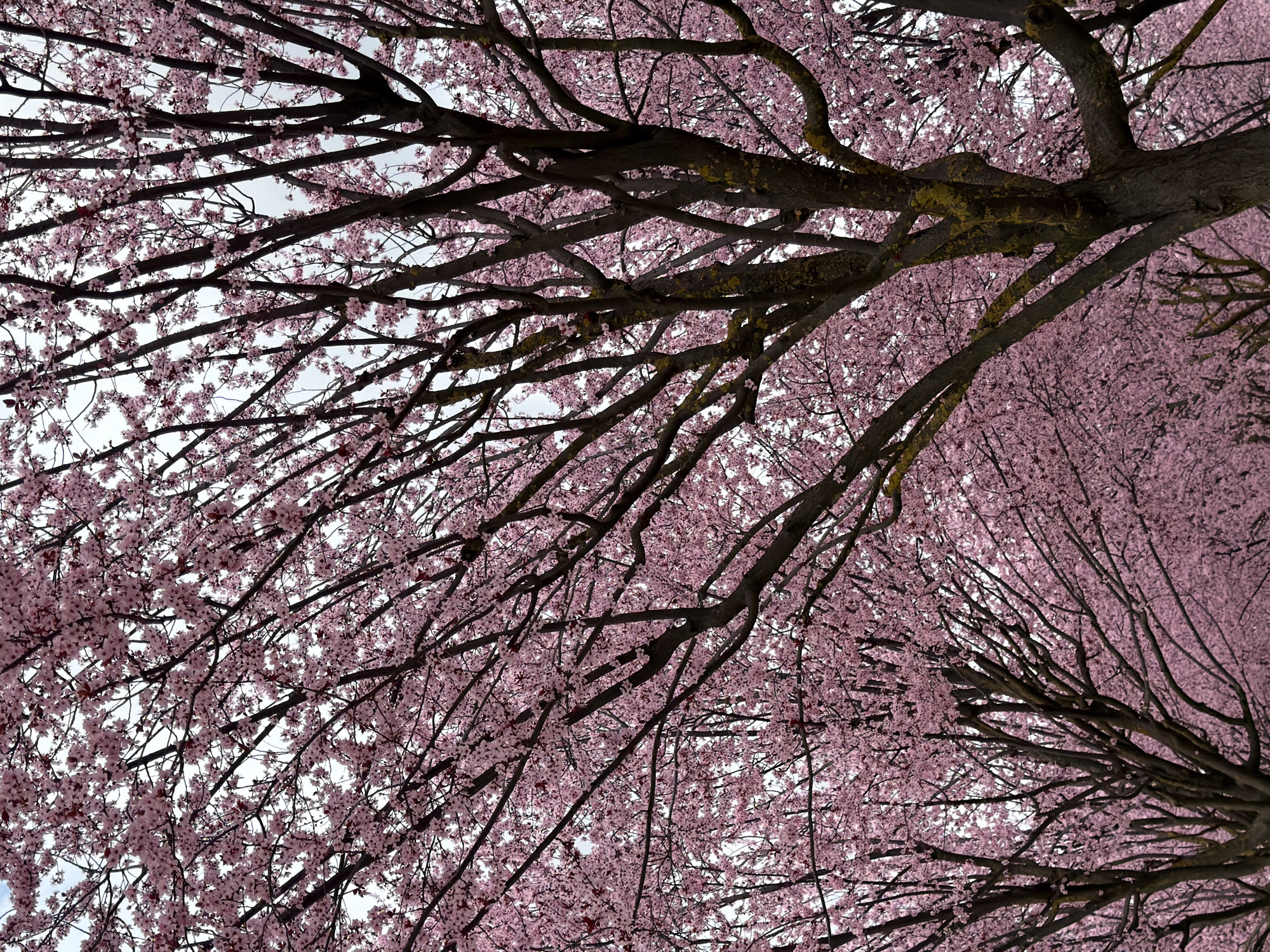 The image presents an upward view into the canopy of cherry blossom trees. The branches are intertwined, adorned with numerous pink blossoms. Some branches exhibit traces of moss or lichen. The background suggests a bright sky filtering through the branches. The location is reported to be Krasnodar, Russia, however this cannot be verified directly from the image content. The composition implies a perspective from directly beneath the trees.