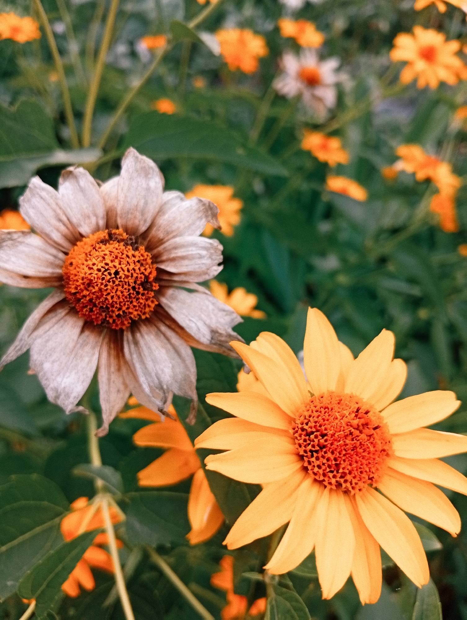 A close-up, vertically oriented photograph shows two daisy-like flowers with orange centers in a garden setting. The flower in the foreground left is light beige and appears wilted and dried, with its petals curling inwards and showing signs of decay. The flower in the foreground right is a vibrant yellow with a bright orange center, appearing fresh and healthy. It has numerous pointed petals radiating from the center. The background is filled with out-of-focus green foliage and other smaller orange and white flowers, suggesting a densely planted garden. The lighting is soft, and the overall tone of the image leans towards warm, earthy colors, with a slight vintage filter effect. The location is unknown.