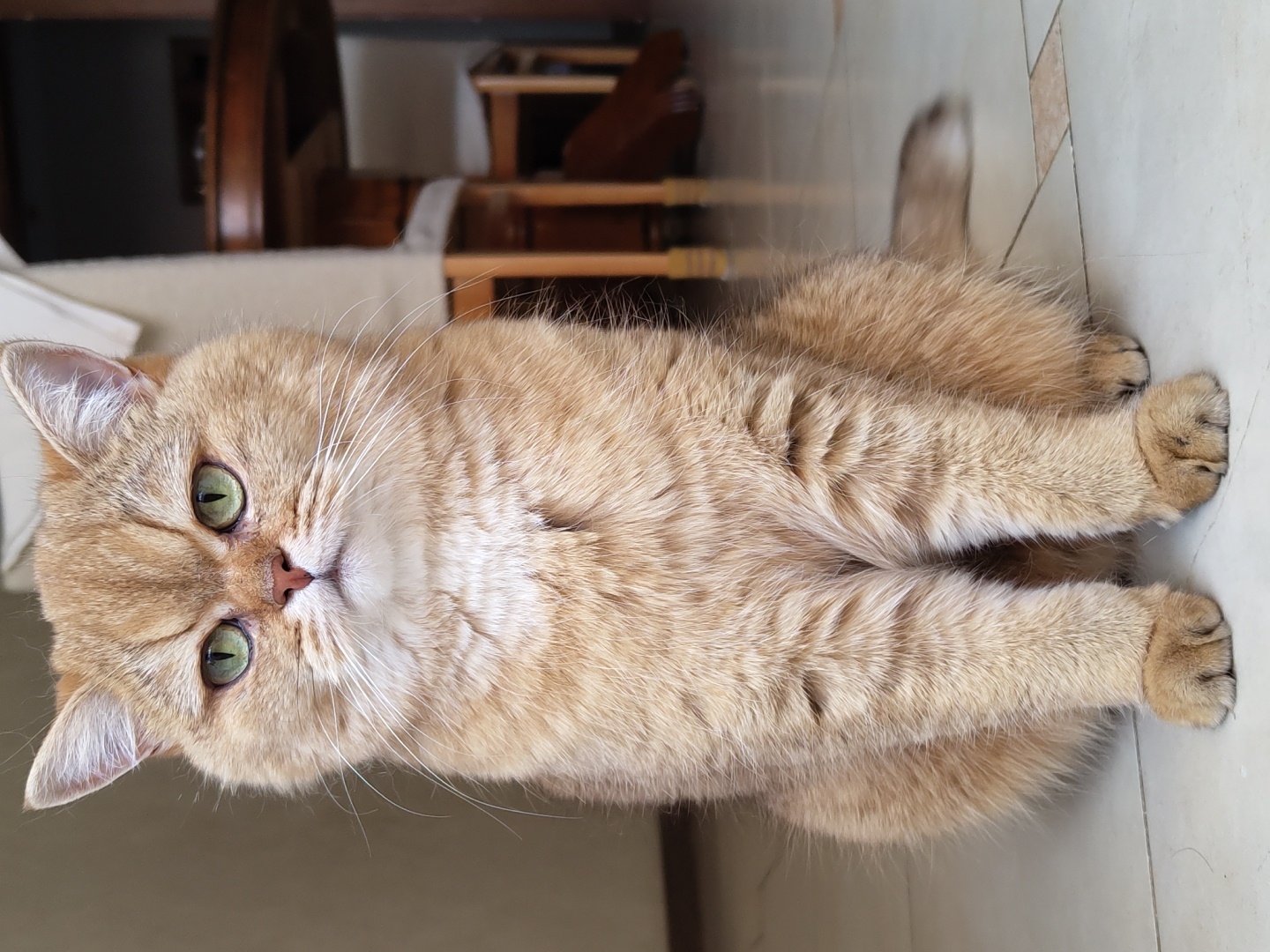 A golden British Shorthair cat sits on a tiled floor, facing forward. The cat has green eyes and a fluffy coat. In the background, a wooden table and chairs are visible, suggesting an indoor setting, possibly a dining room or living area, with a hint of natural light filtering in. The specific location in Krasnodar, Russia cannot be determined from the visual information provided.