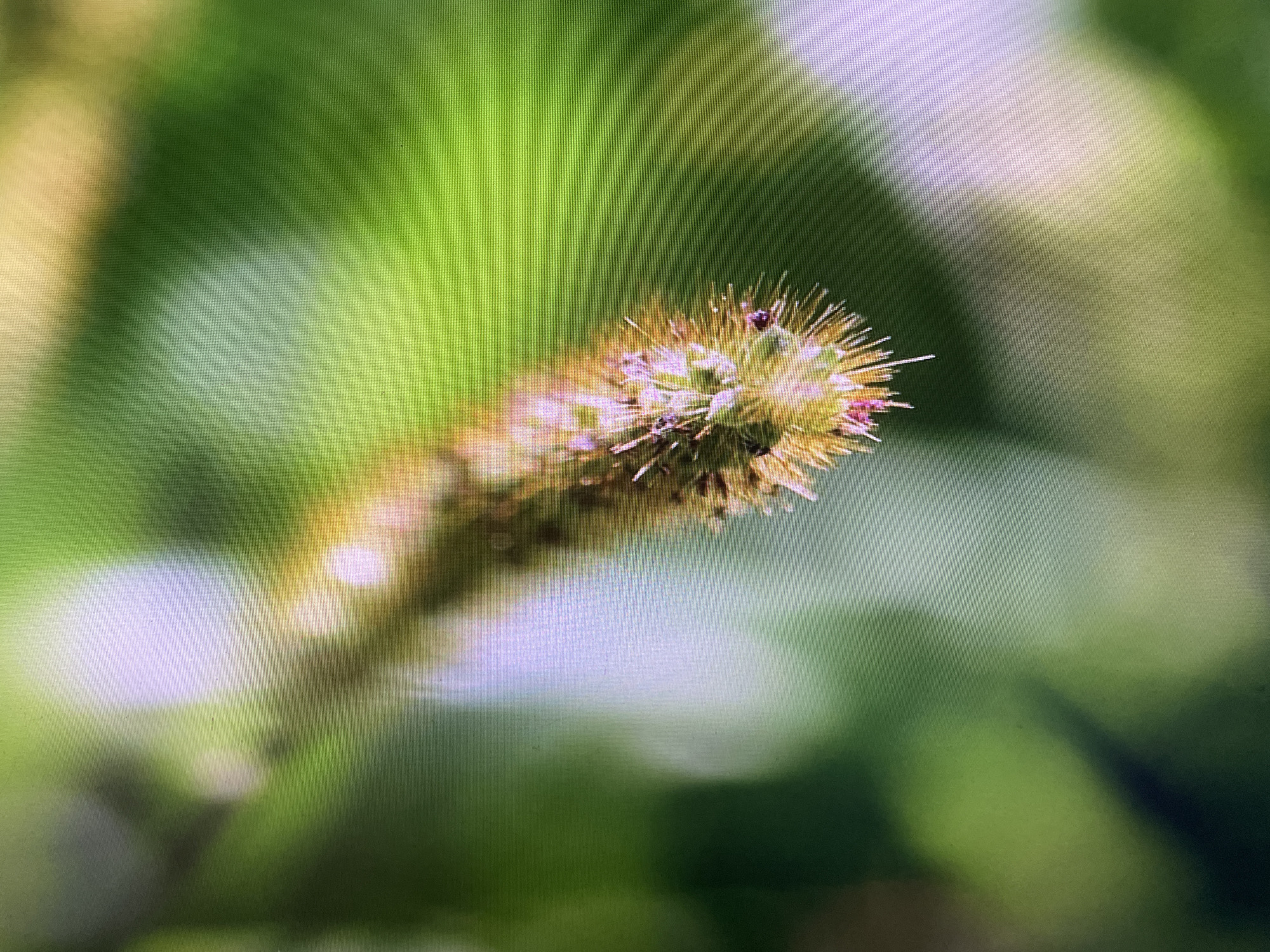 The image is a macro photograph of a foxtail weed in Rivne, Ukraine. The foxtail is in sharp focus, with its feathery bristles and small seeds clearly visible. The background is a soft blur of greens and yellows, indicating an outdoor environment, possibly a park or garden. The lighting is natural and appears to be daytime. No people or man-made structures are visible. The overall impression is one of nature in close-up detail.