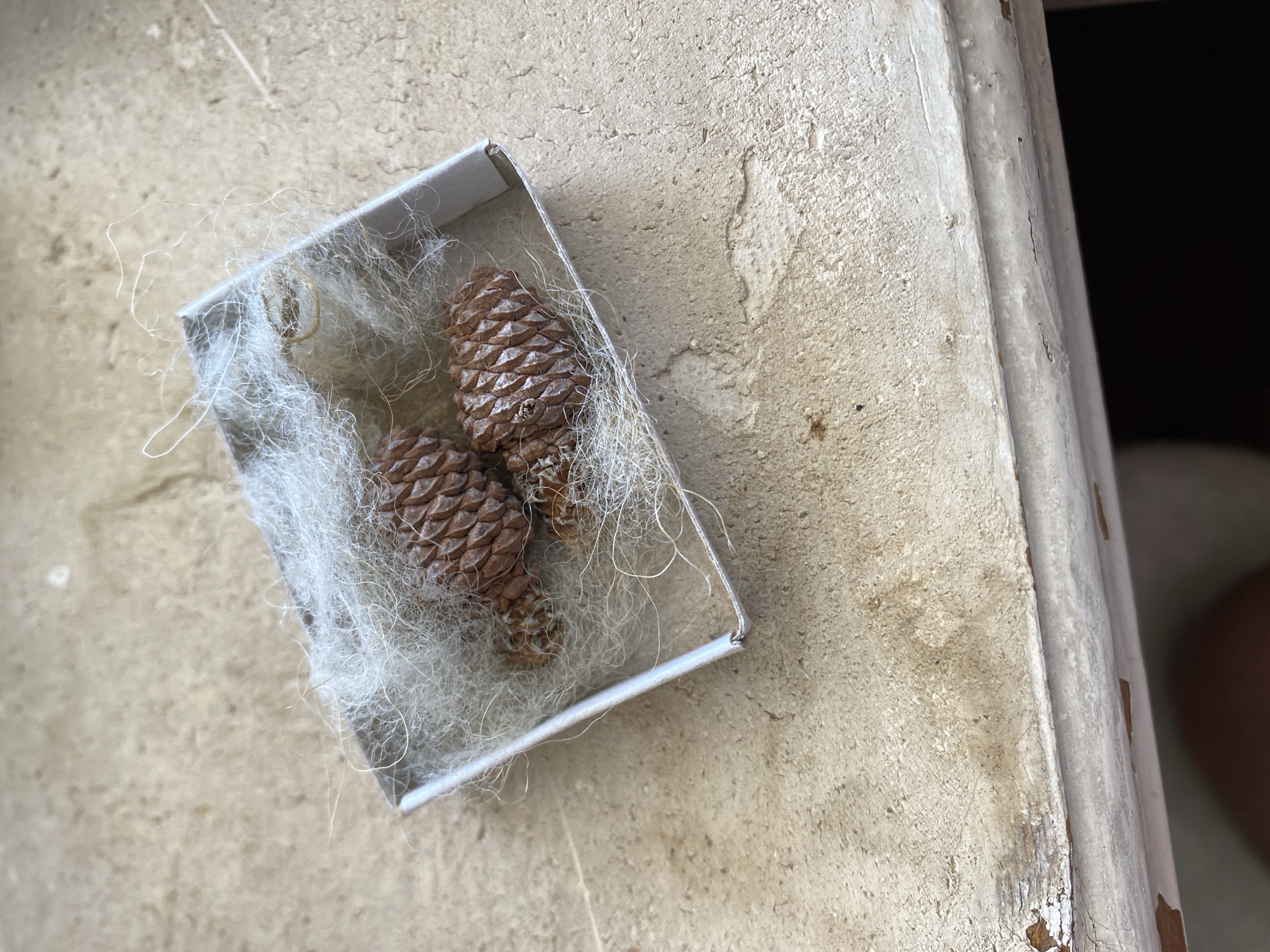 A close-up shot shows a small, square, white cardboard box filled with cotton-like material and two brown pinecones. The box is resting on a surface with a light, beige color and rough texture, potentially a concrete or plaster surface. To the right of the box is a partially visible wooden or painted ledge, possibly part of a window frame or a wall molding, with signs of wear and peeling paint. A blur of human skin is visible off to the right, indicating someone is present. This scene is likely indoors. There is no information in the image to confirm that it is located in Tbilisi, Georgia.
