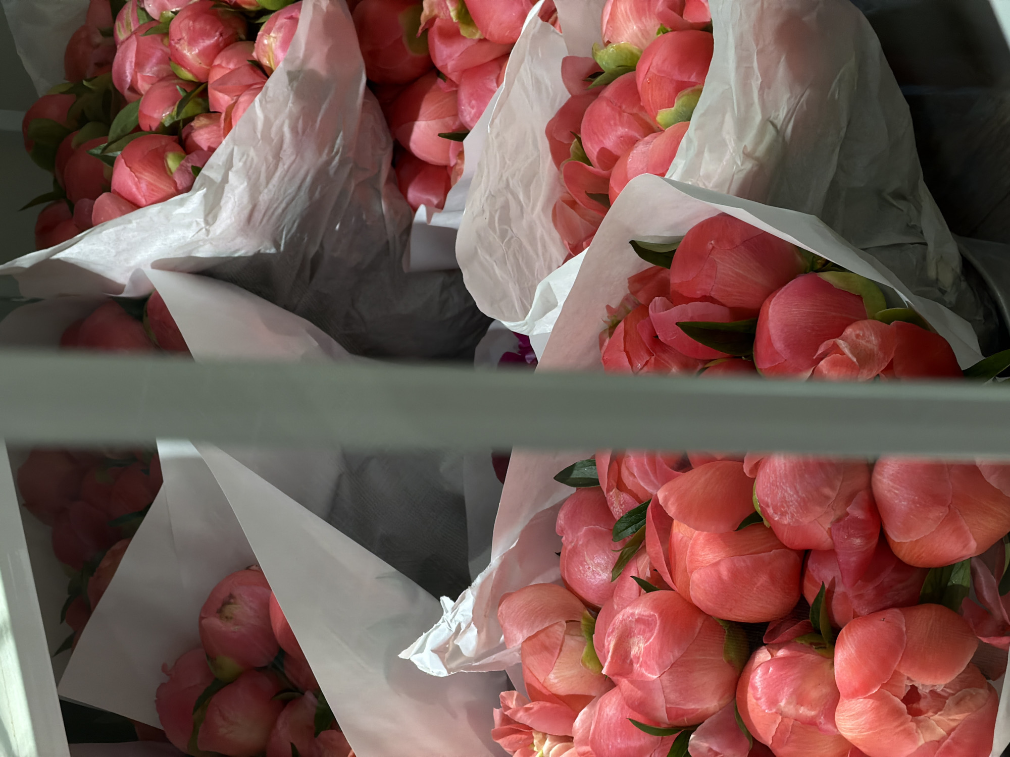 The image shows several bunches of pink peony flowers wrapped in white paper, seemingly stored in a refrigerator. The setting appears to be inside a flower shop or florist's refrigerator, potentially in Bishkek City, Kyrgyzstan, though this cannot be confirmed visually. The peony buds are tightly closed, indicating they are freshly cut and being preserved for sale or arrangement.