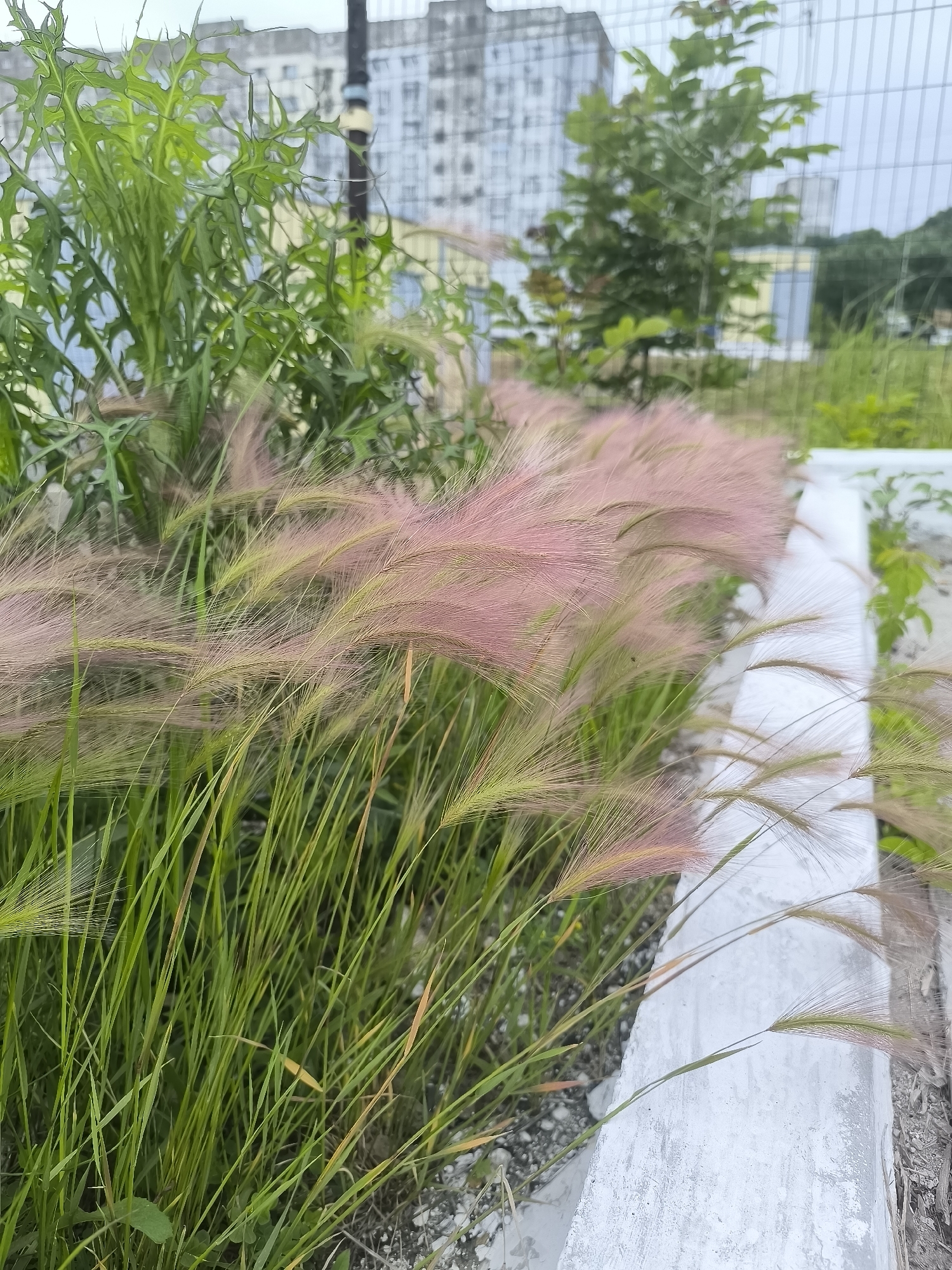 This is a close-up, ground-level vertical shot of ornamental grass with pink and green feathery plumes, blowing gently in the wind. The grass is in the foreground, with more lush green foliage behind it. In the background, a chain-link fence runs horizontally, with a blurred view of a light-colored multi-story building and trees behind it, suggesting an urban or suburban setting. The ground appears to be a mixture of gravel and dirt, with a light gray concrete curb running along the right side of the frame. There are no people or animals visible in the image. The lighting is overcast, typical of a cloudy day. The image does not provide any specific identifying features that would indicate it was taken in Nakhodka, Russia.