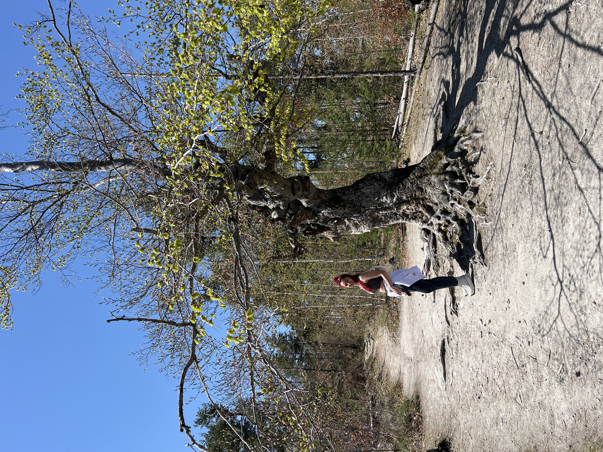 This outdoor image, taken in Vrata, Bulgaria, features a young woman standing beside a large, ancient-looking tree on a sunny day. The woman, with red hair, is smiling and wears a dark top, dark pants, light-colored sneakers, and a light jacket or shirt tied around her waist.
The prominent tree has a thick, gnarled trunk with extensive, exposed roots spreading across the light brown, sandy ground. Its branches show signs of early spring, with sparse clusters of light green leaves budding, while many branches remain bare. The clear, bright blue sky indicates fair weather, and strong sunlight casts distinct, intricate shadows of the tree and its branches onto the path.
In the background, a dense forest can be seen, consisting of both deciduous trees, some still largely bare, and evergreen conifers. The setting appears to be a natural park or hiking trail, with an unpaved dirt path. There is no visible text in the image.