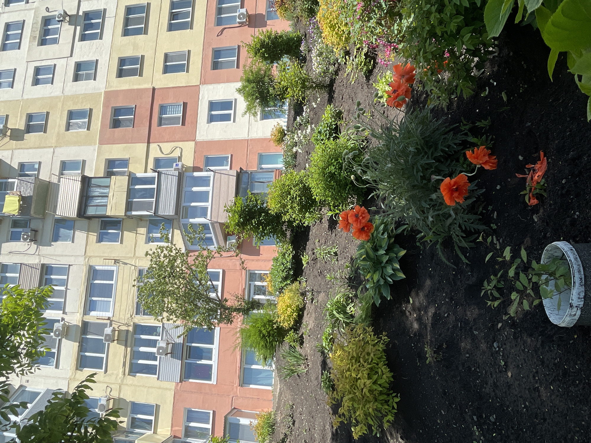 A tilted eye-level shot depicts a flower bed in front of a multi-story building, likely located in Vladivostok, Russia, based on the architectural style and environment. The building is characterized by its patchwork of differently colored rectangular panels – cream, yellow, and salmon pink – each housing windows with white frames. Air conditioning units are attached to some of the windows.
In the foreground, the flower bed is filled with various plants and flowers. Orange poppies are prominently visible, interspersed with green foliage and small shrubs. A white plastic bucket lies on its side in the soil, with green foliage spilling out, suggesting it may be used for planting. The soil appears dark and freshly tilled.
The perspective is somewhat distorted due to the tilted camera angle, which gives the impression that the building is leaning. The lighting suggests it is daytime, with shadows and highlights visible across the scene. No people or animals are visible in the shot.